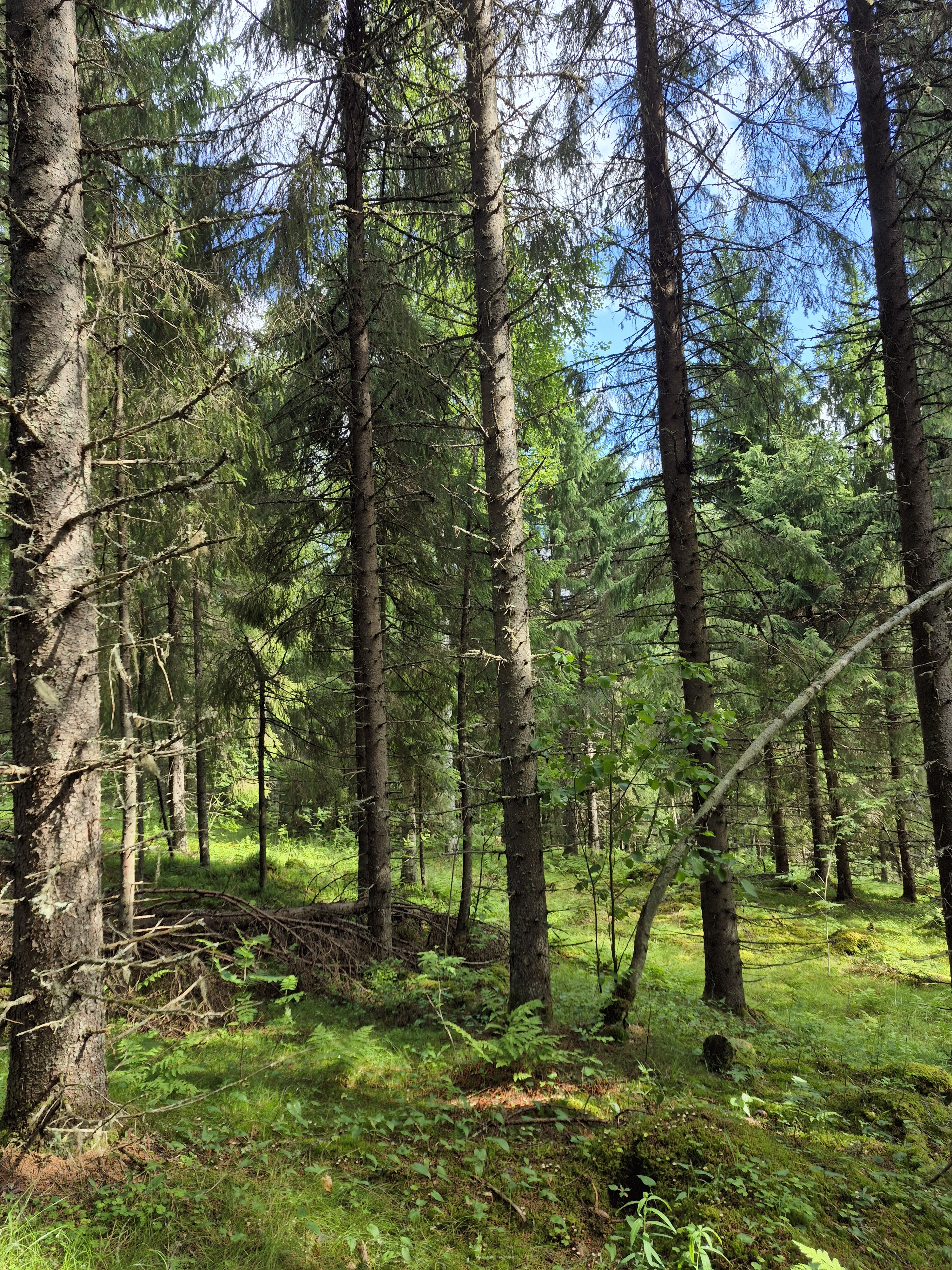 Martikkalantie 380, Kaavi