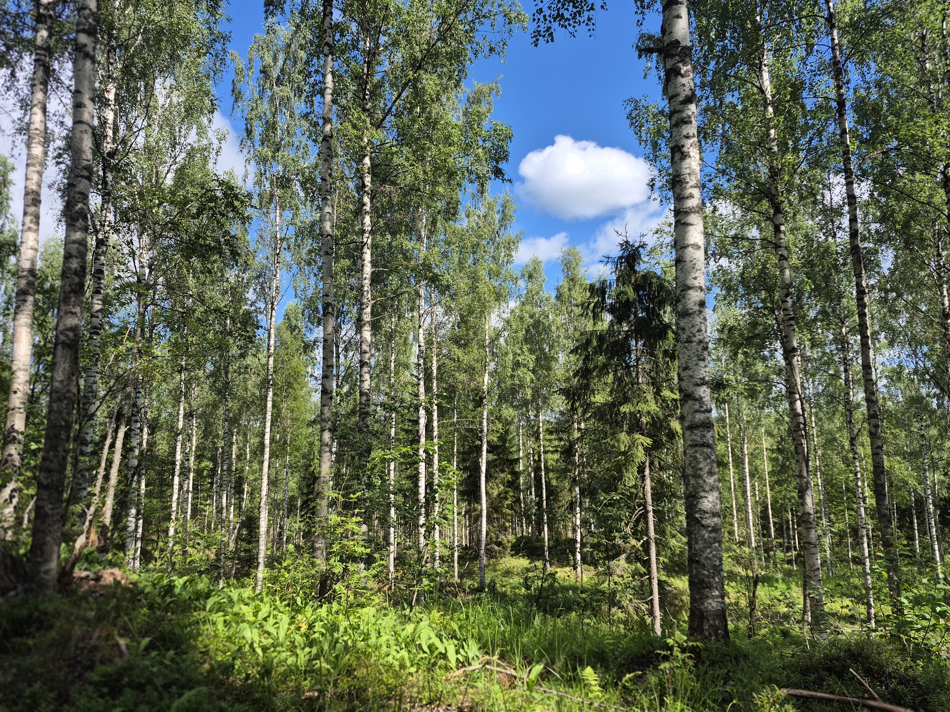 Martikkalantie 380, Kaavi