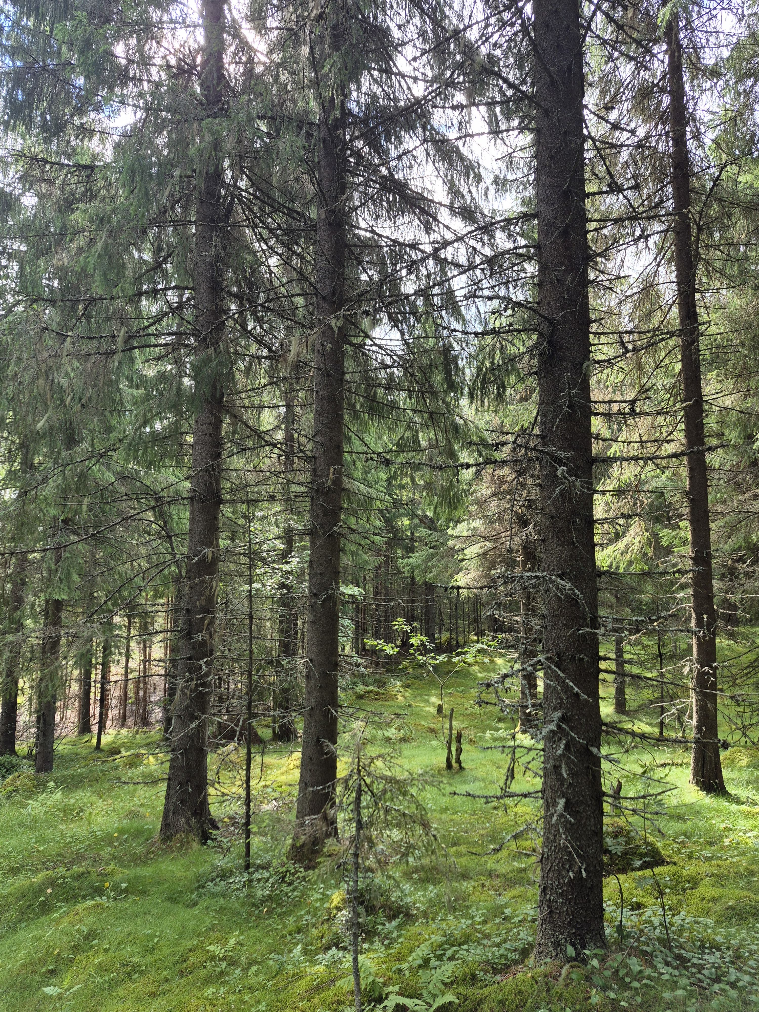 Martikkalantie 380, Kaavi