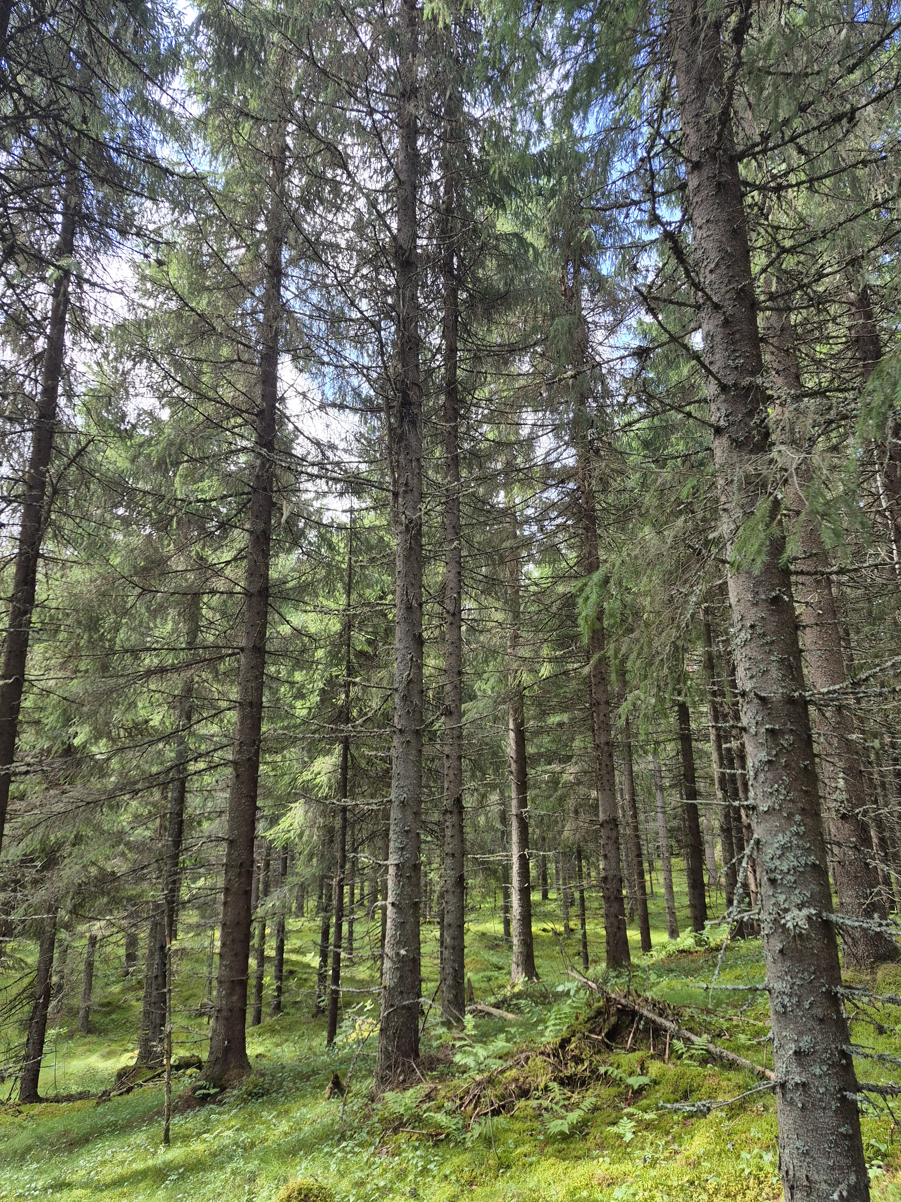 Martikkalantie 380, Kaavi