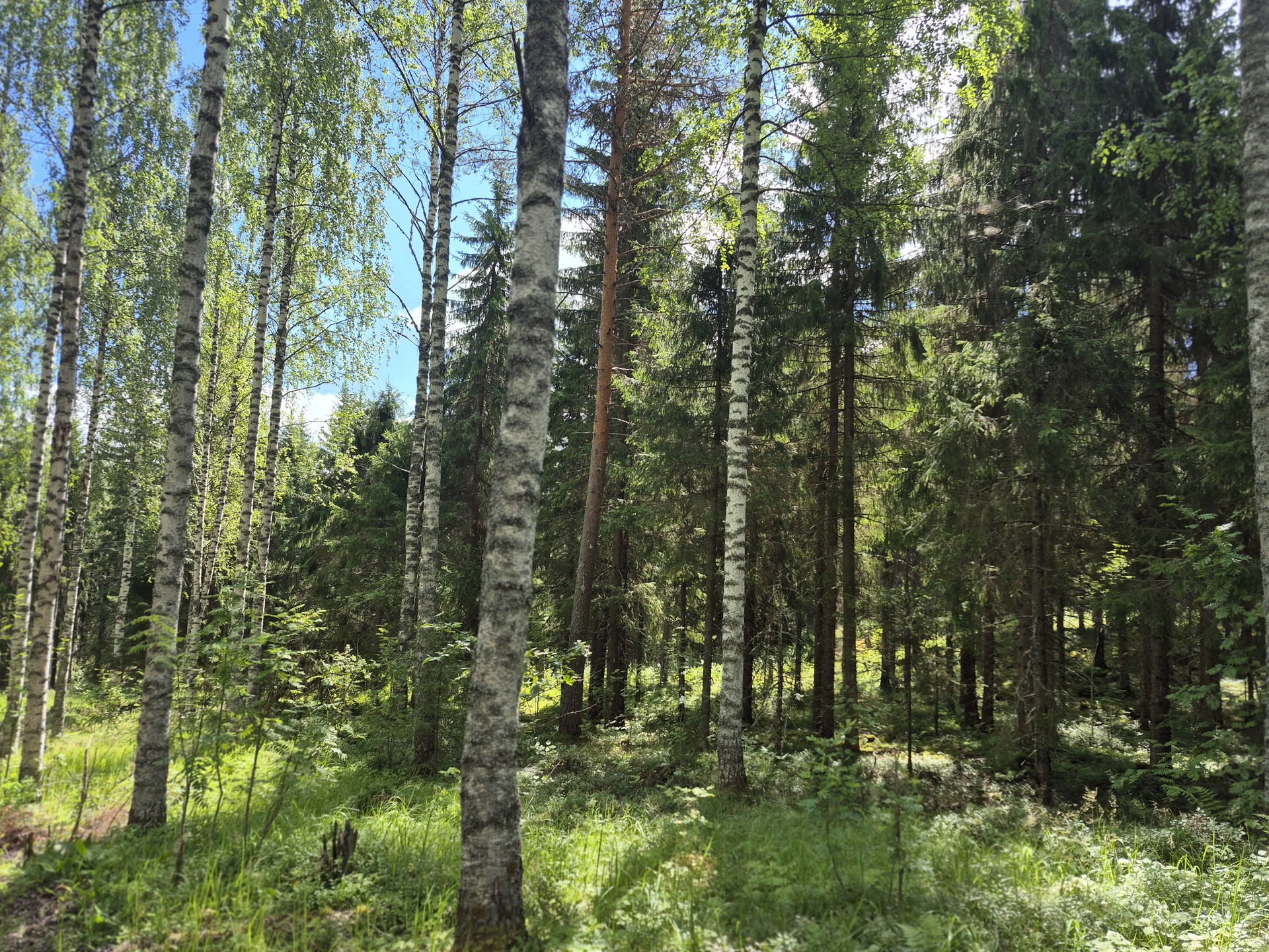 Martikkalantie 380, Kaavi