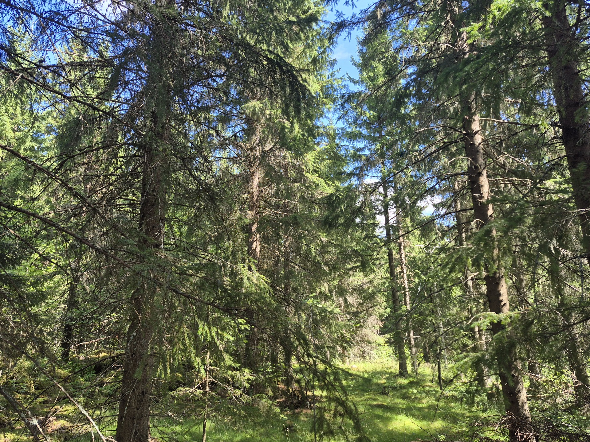 Martikkalantie 380, Kaavi