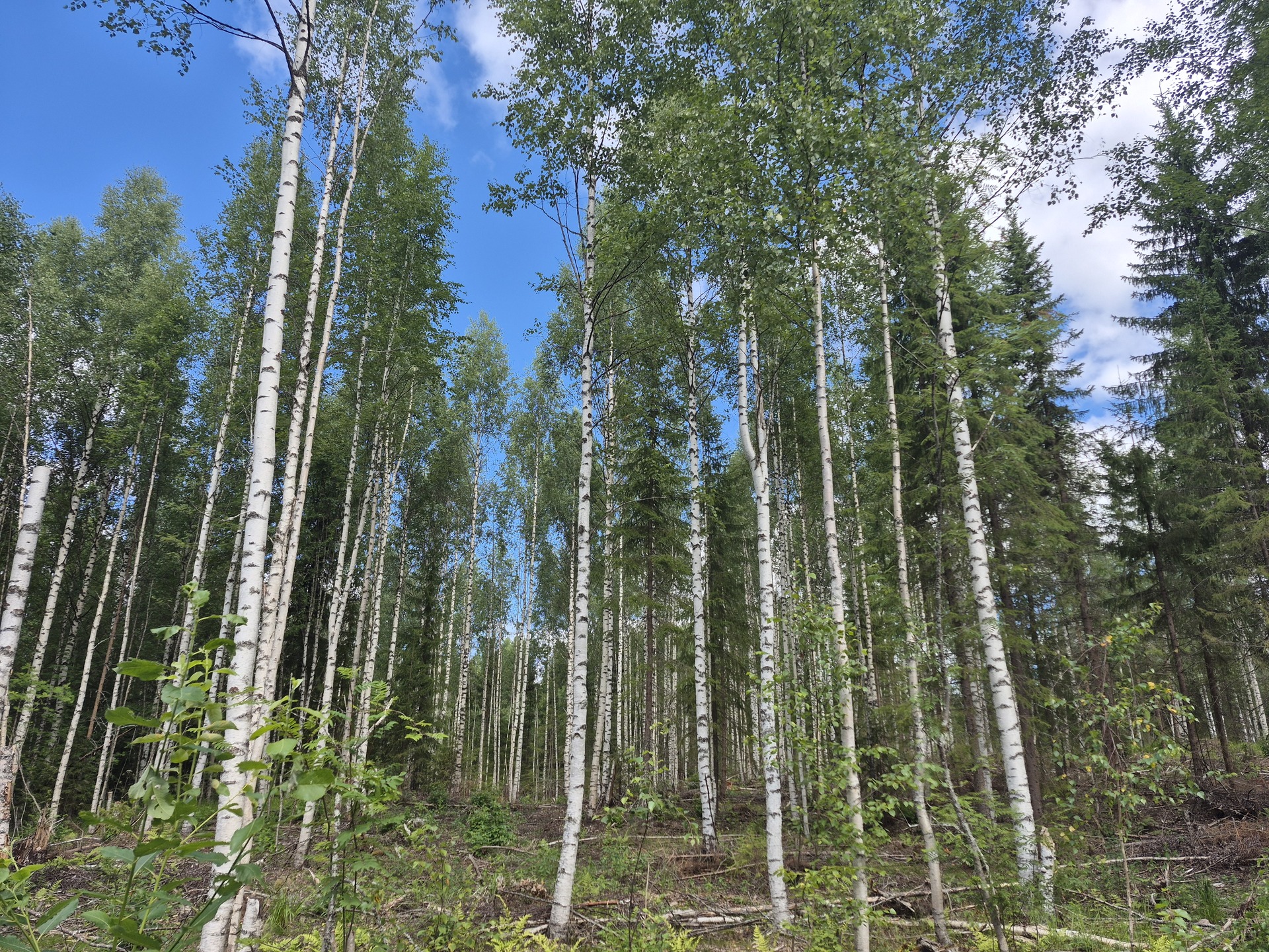 Martikkalantie 380, Kaavi