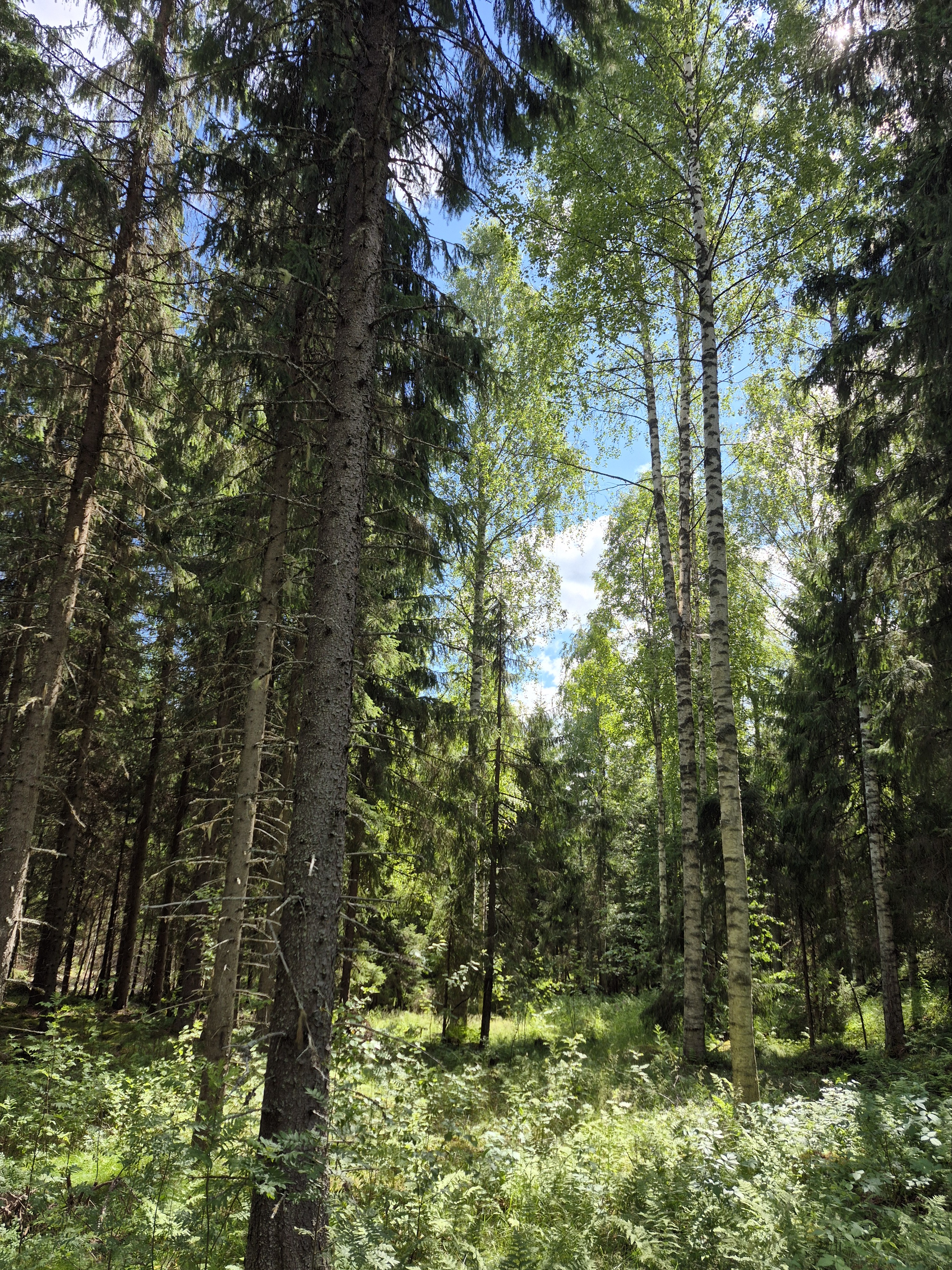 Martikkalantie 380, Kaavi