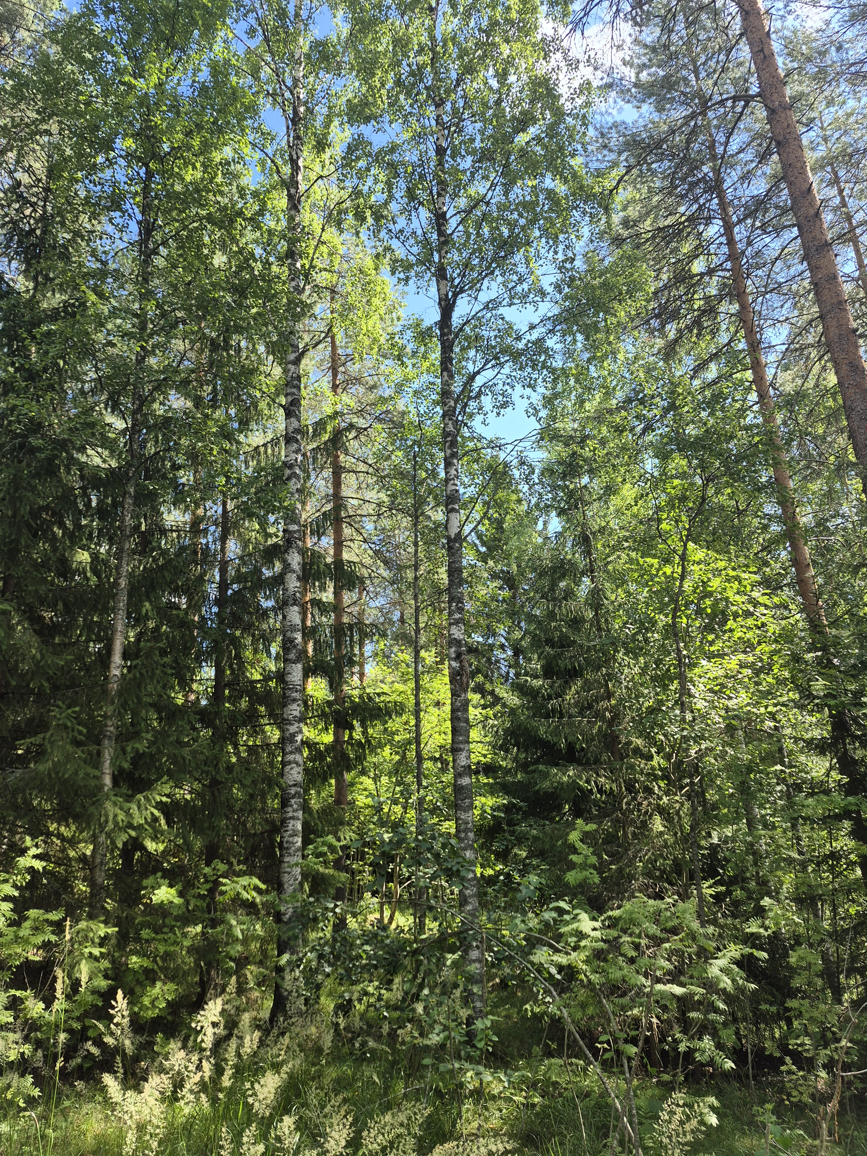 Martikkalantie 380, Kaavi