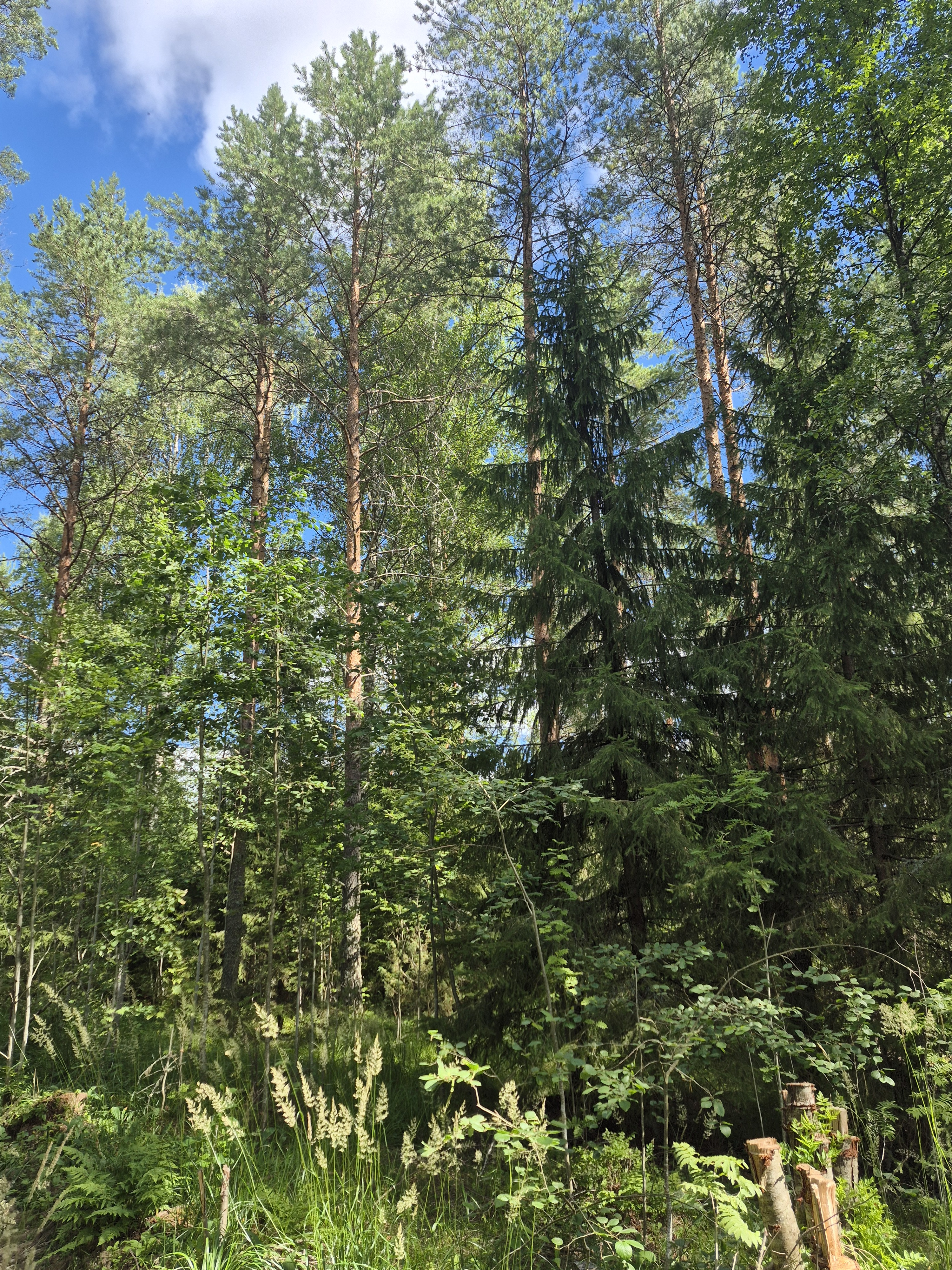 Martikkalantie 380, Kaavi