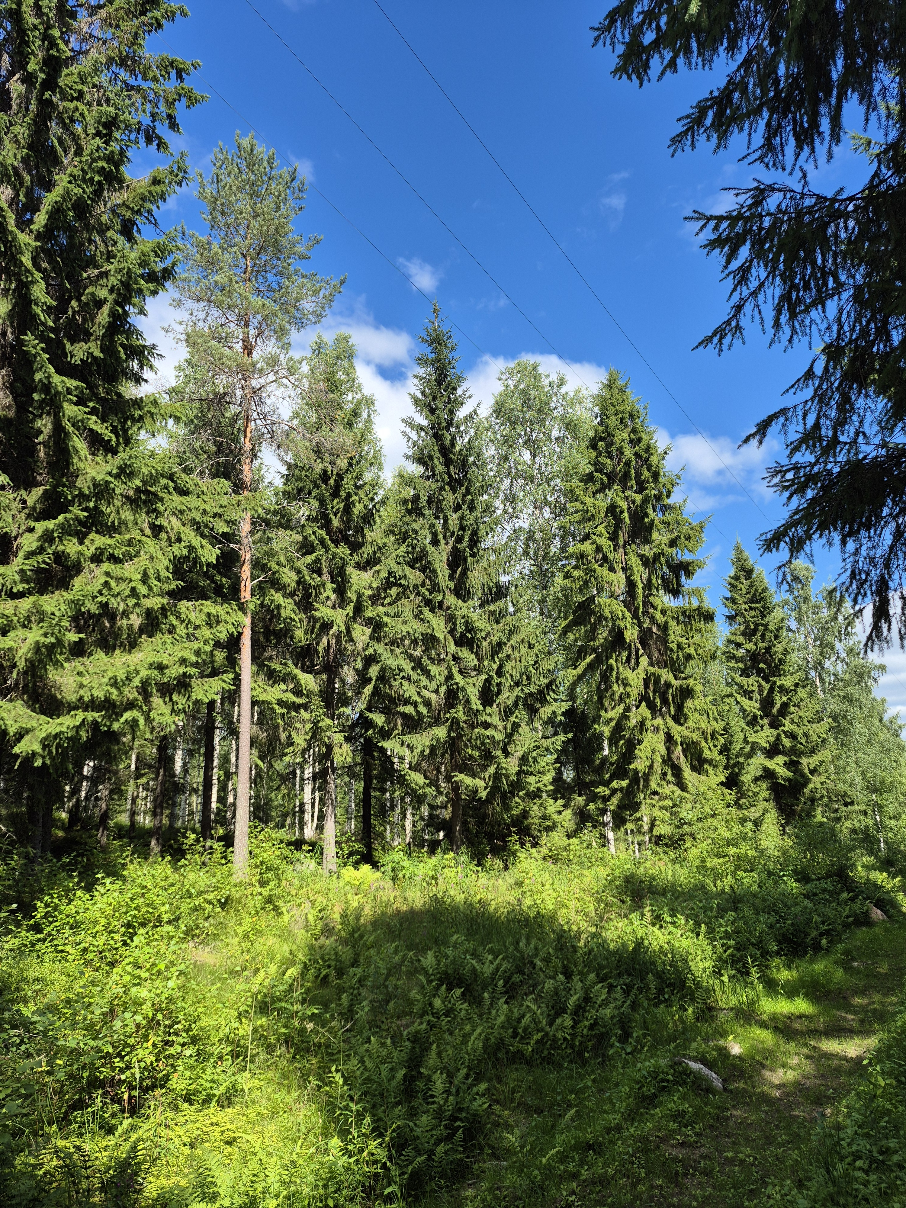 Martikkalantie 380, Kaavi