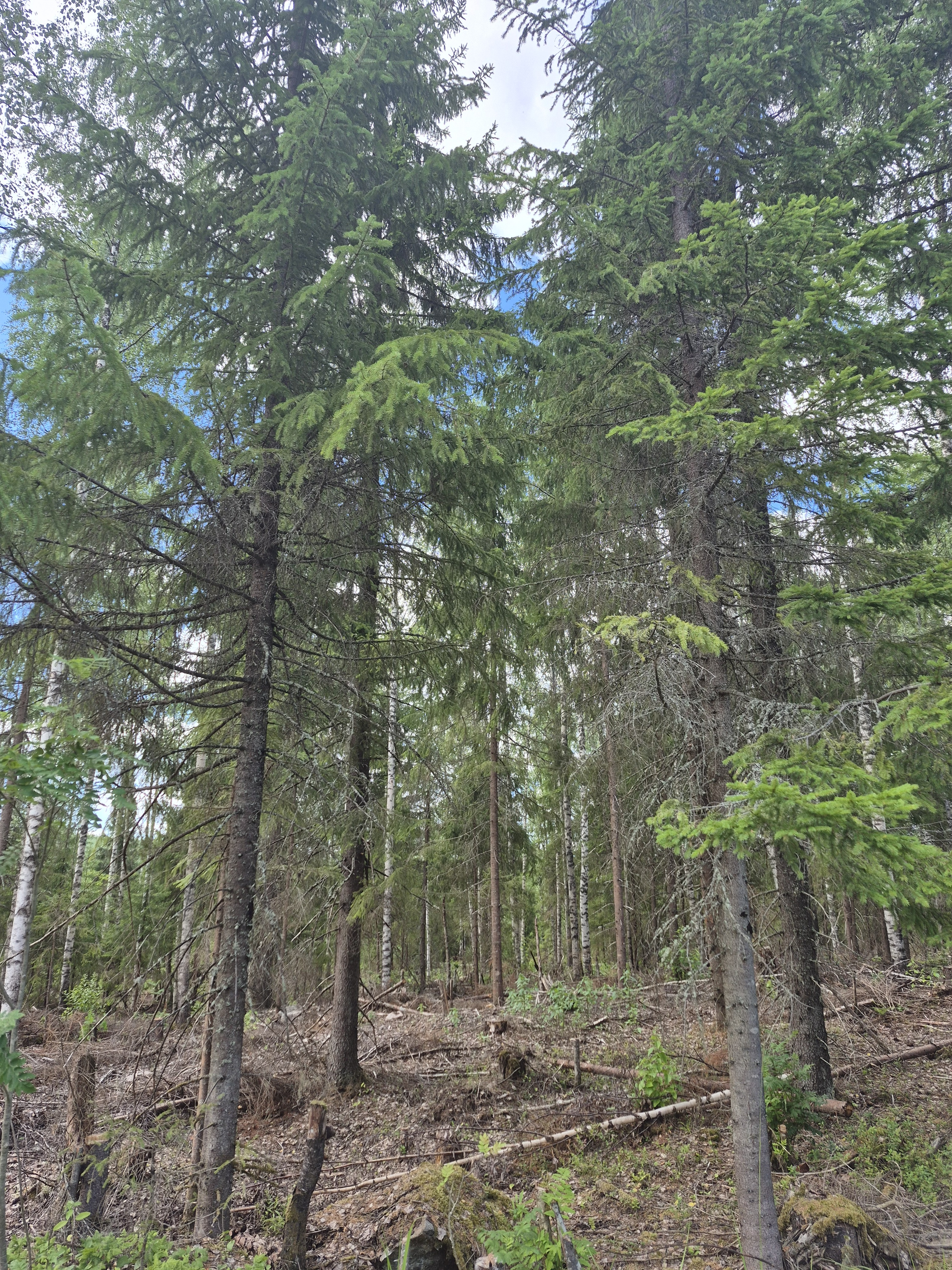 Martikkalantie 380, Kaavi