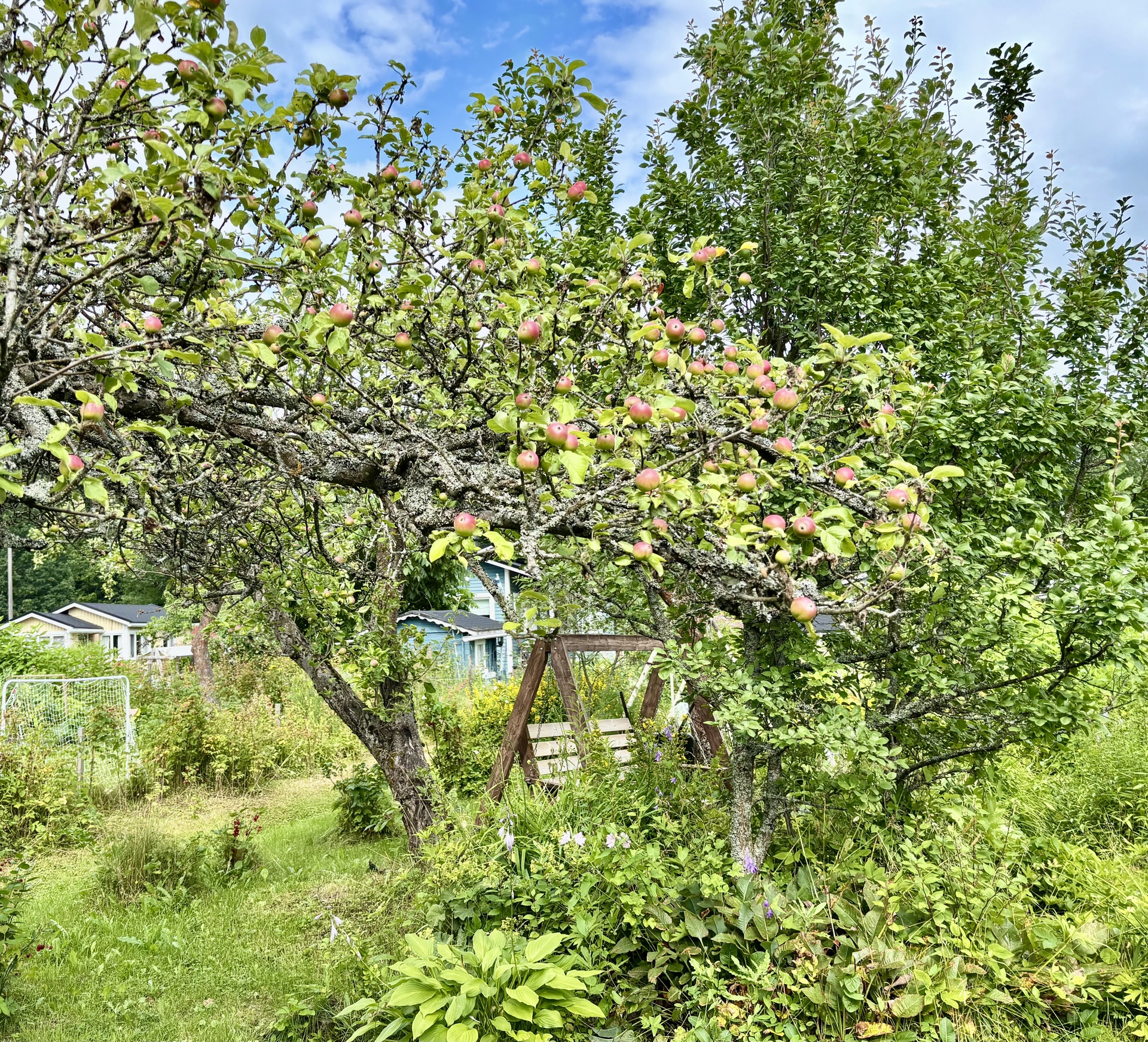 Primulapolku 148, Oulunkylän siirtolapuutarha, Myllypellontie 6, Veräjälaakso, Helsinki