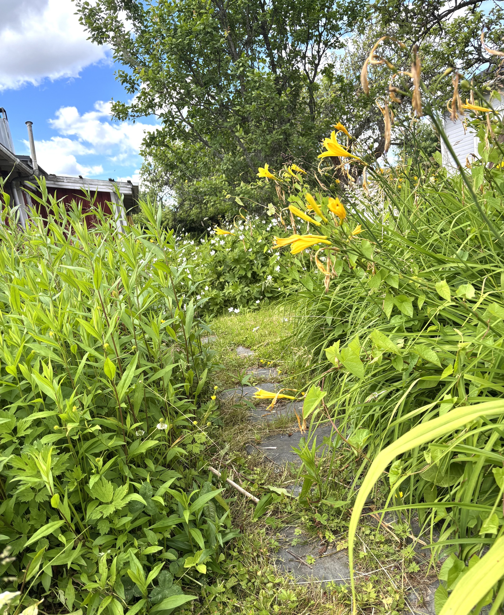 Primulapolku 148, Oulunkylän siirtolapuutarha, Myllypellontie 6, Veräjälaakso, Helsinki