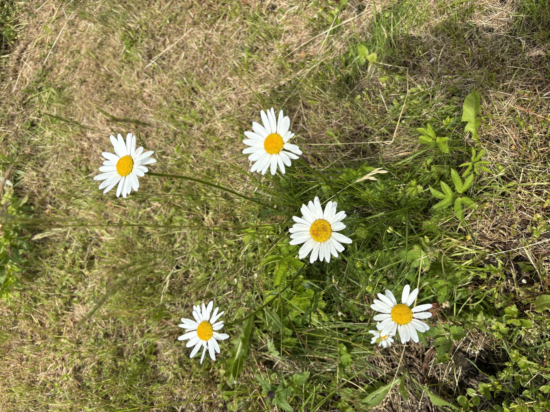 Primulapolku 148, Oulunkylän siirtolapuutarha, Myllypellontie 6, Veräjälaakso, Helsinki