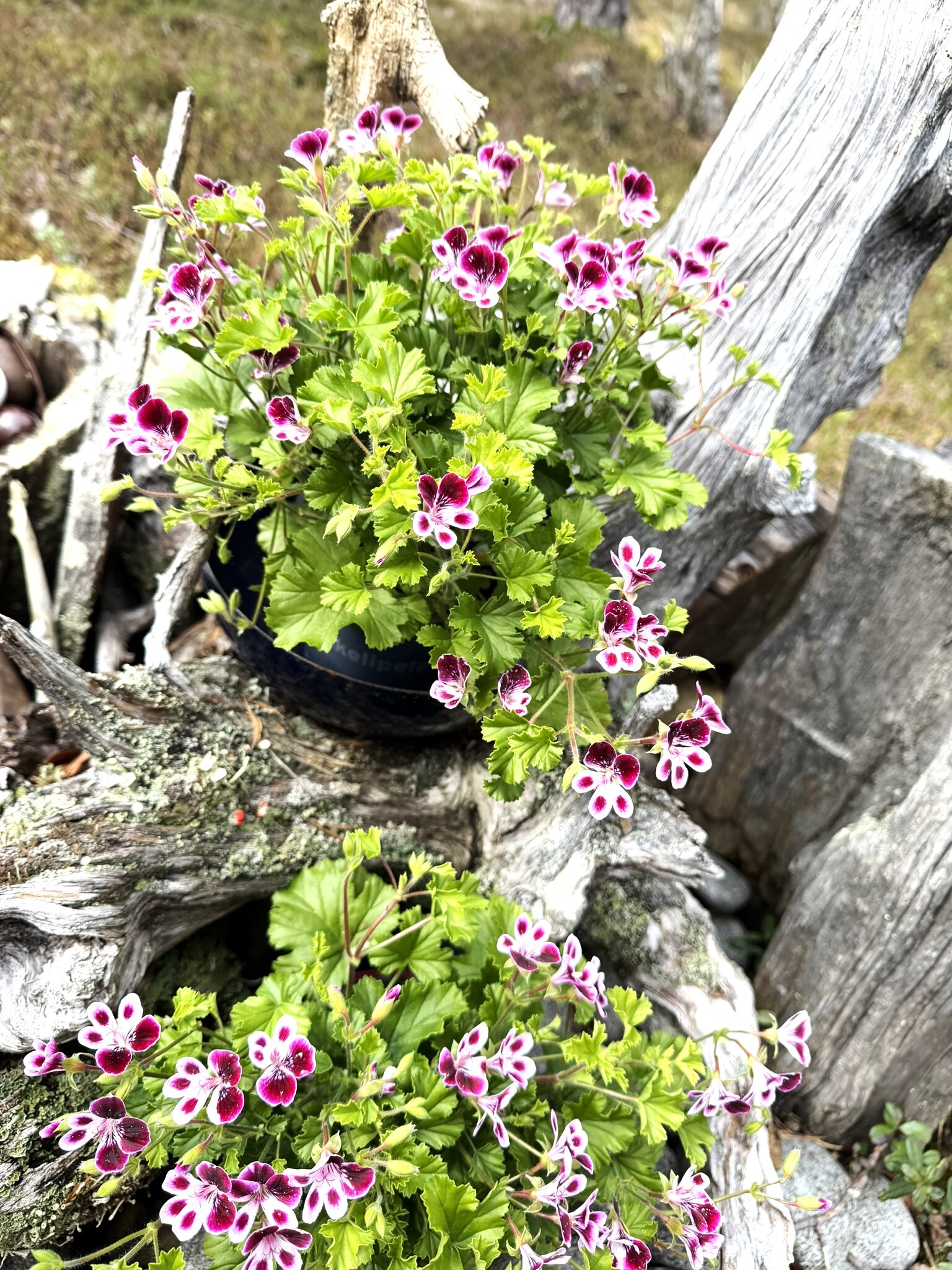 Aholammentie 104, Saariselkä, Inari