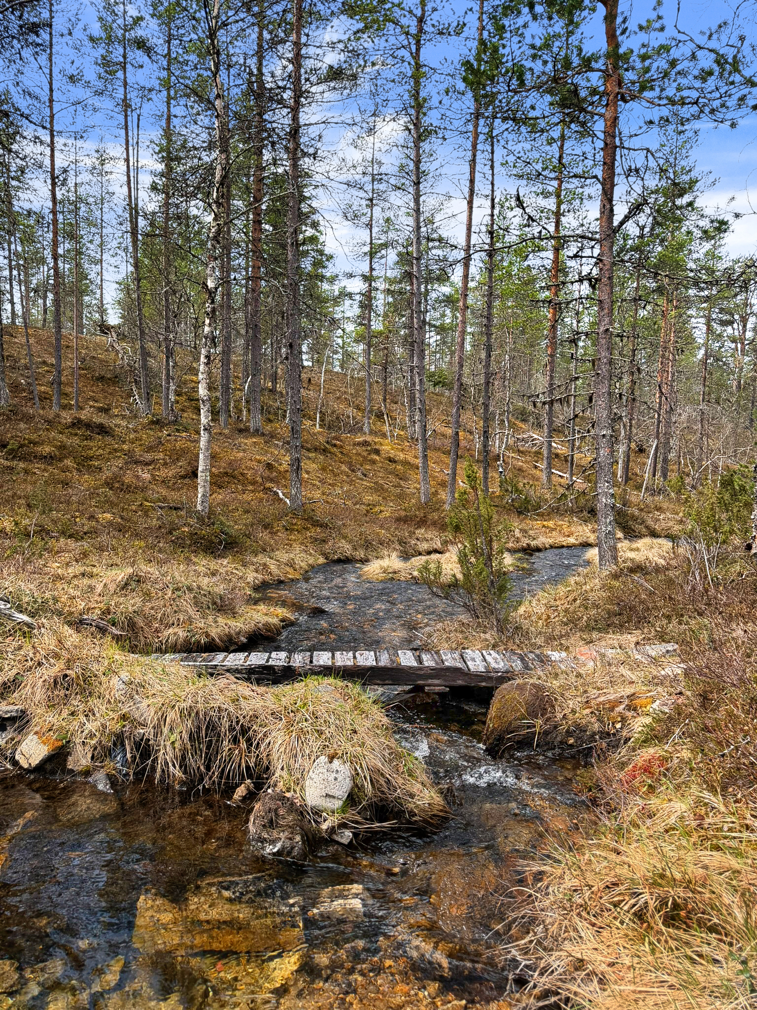 Rönkönoja