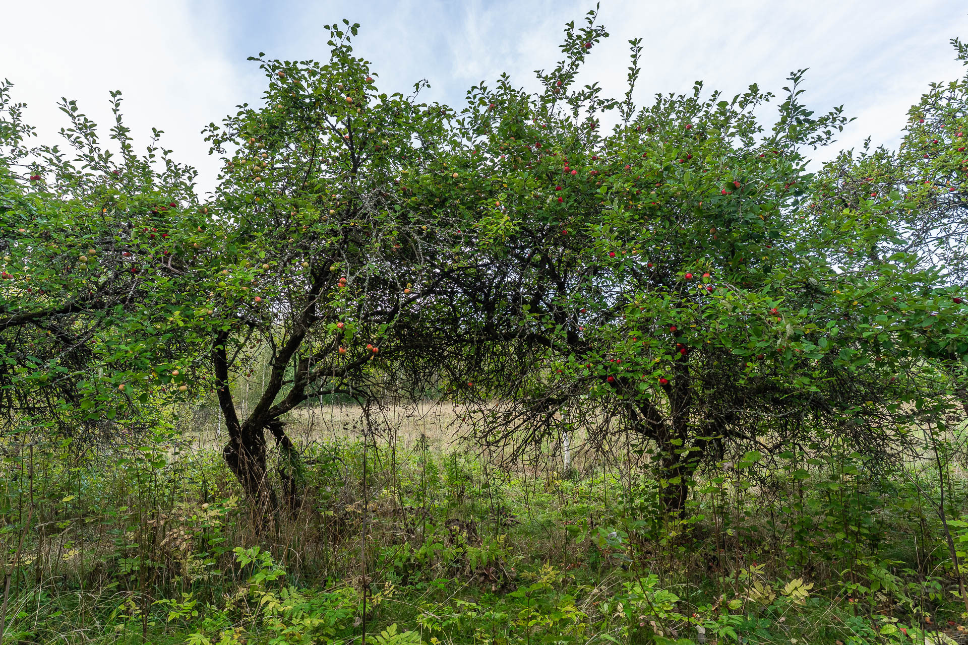 Kurkelantie 55, Kalastajakylä, Porvoo