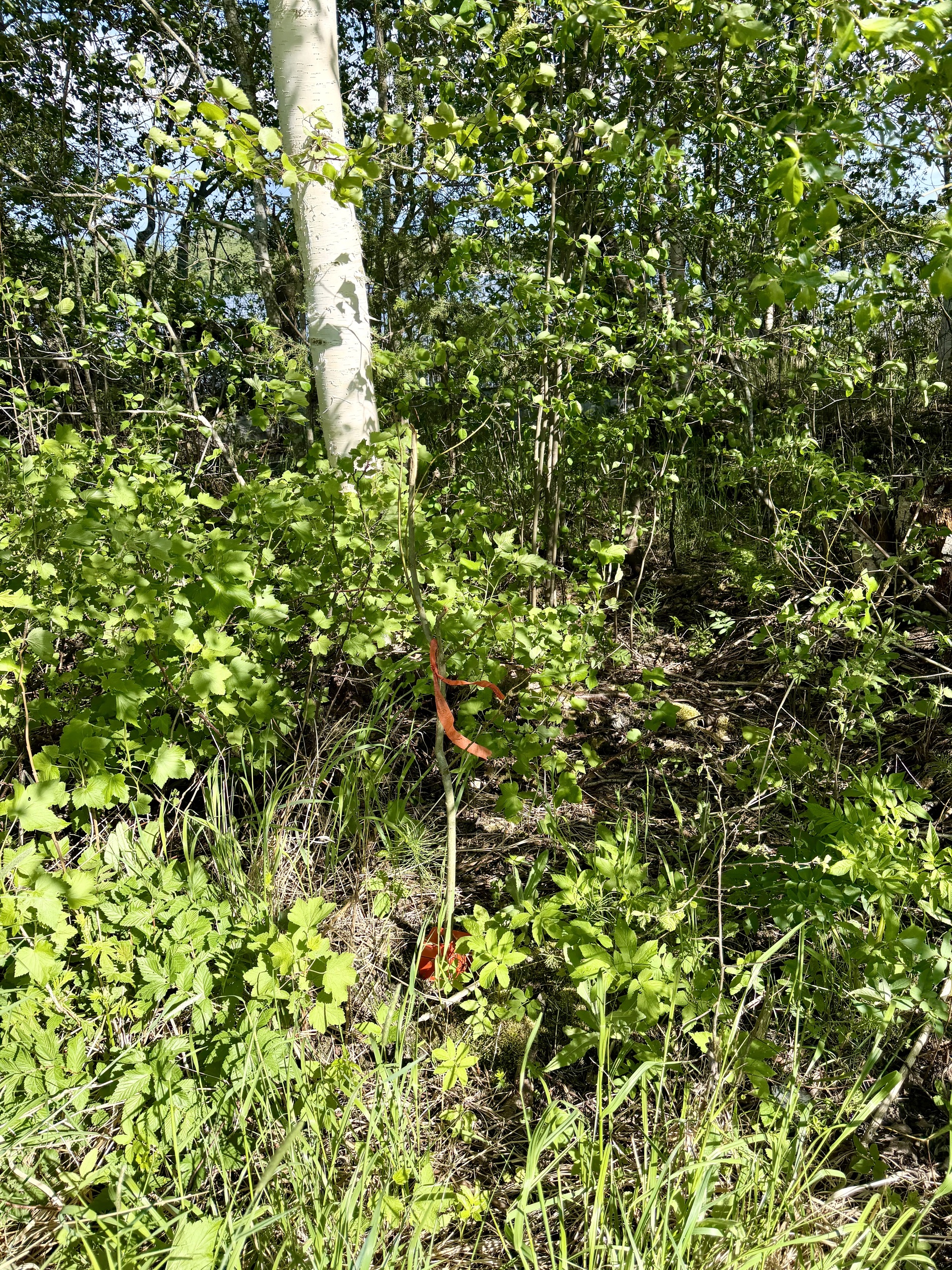 Pälkäneentie 2360, Alvettula, Hämeenlinna