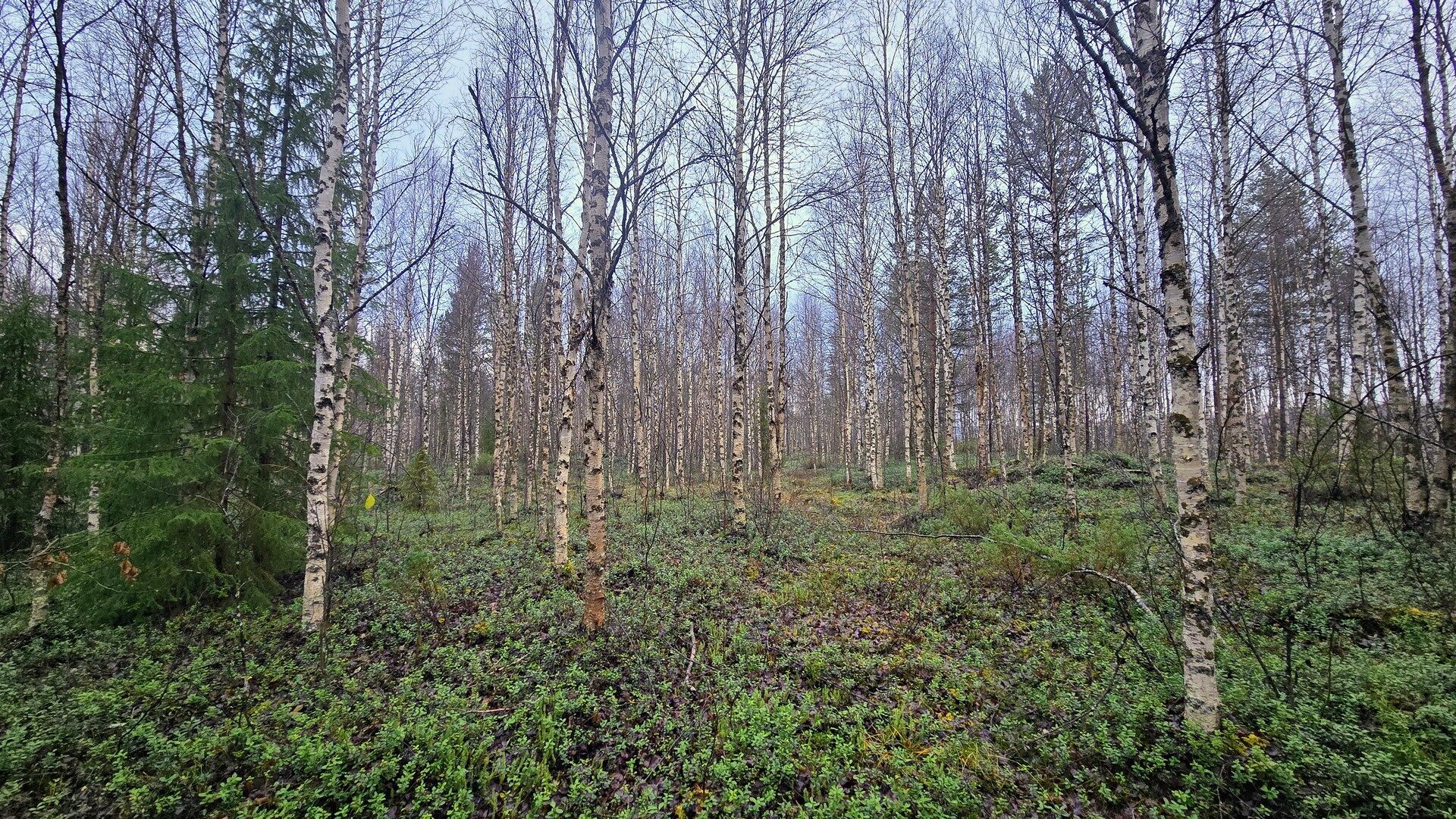 Määräalalla kasvaa kaunista haapa- ja koivumetsää.