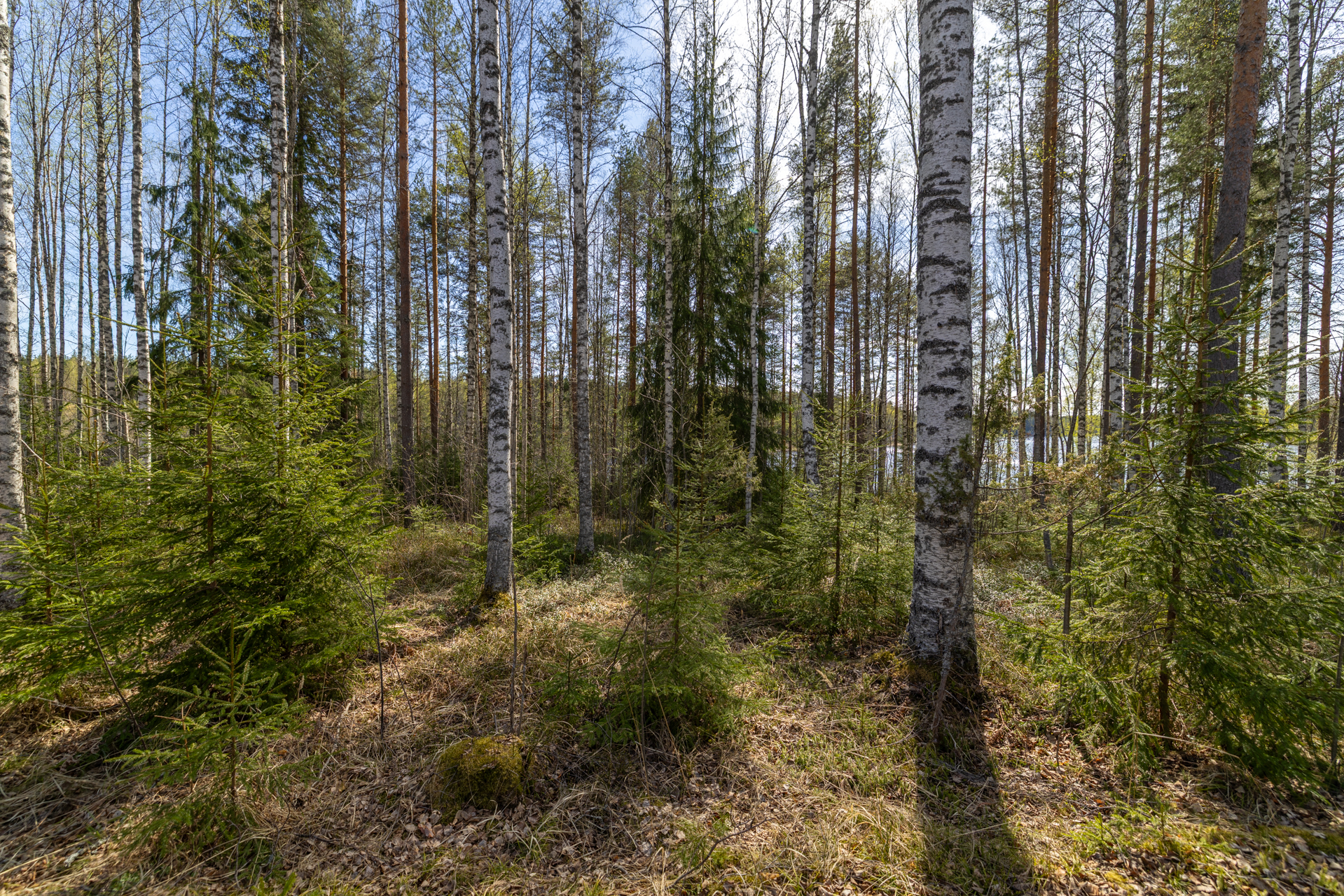 Pakkasensalmentie, Juva