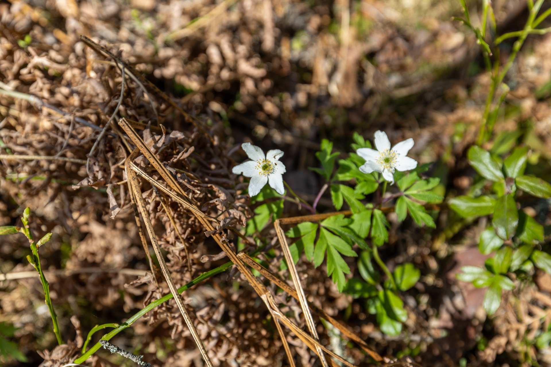 Pakkasensalmentie, Juva