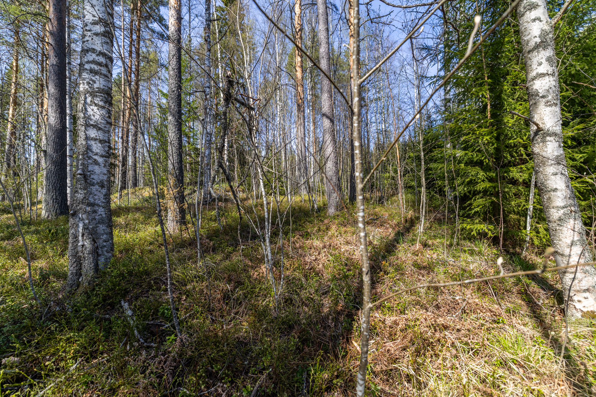 Pakkasensalmentie, Juva