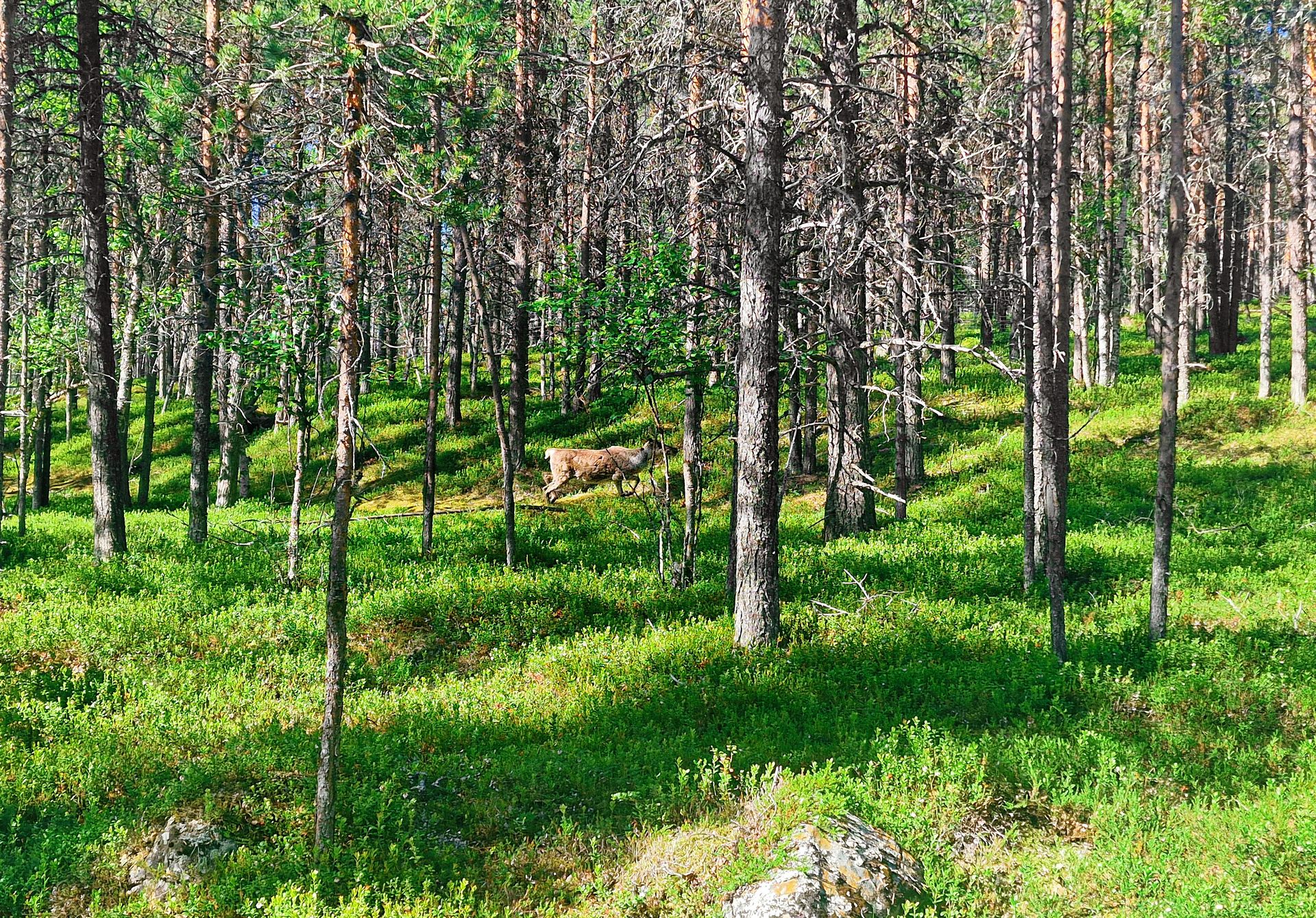Ympäröivää metsää