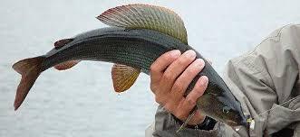 Ervastintie 333, Pudasjärvi