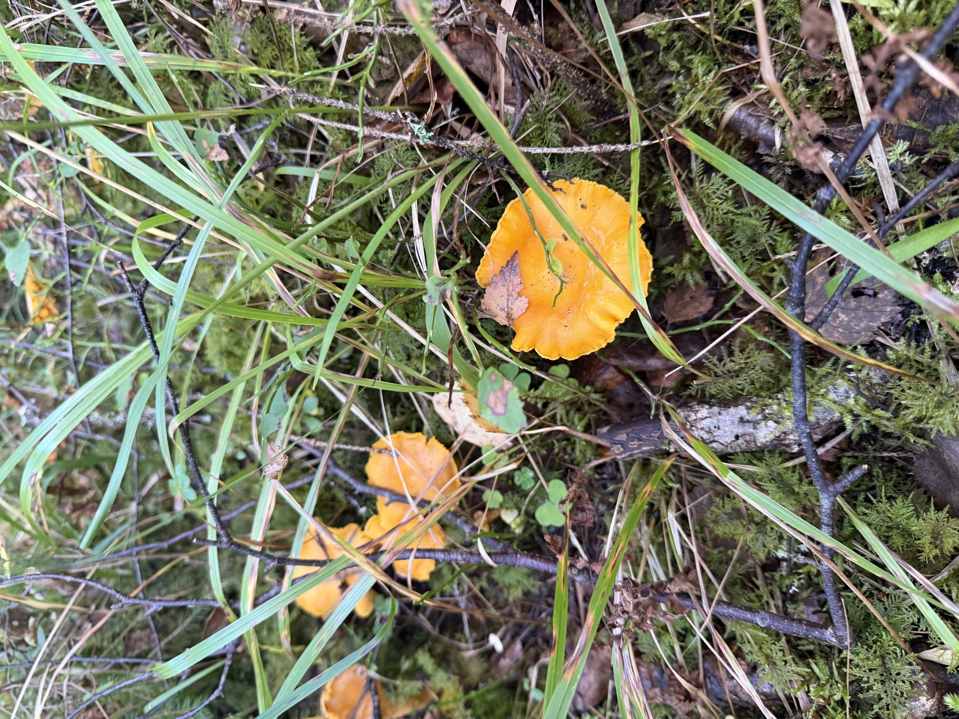 Lintumäentie 21, Hämeenlinna