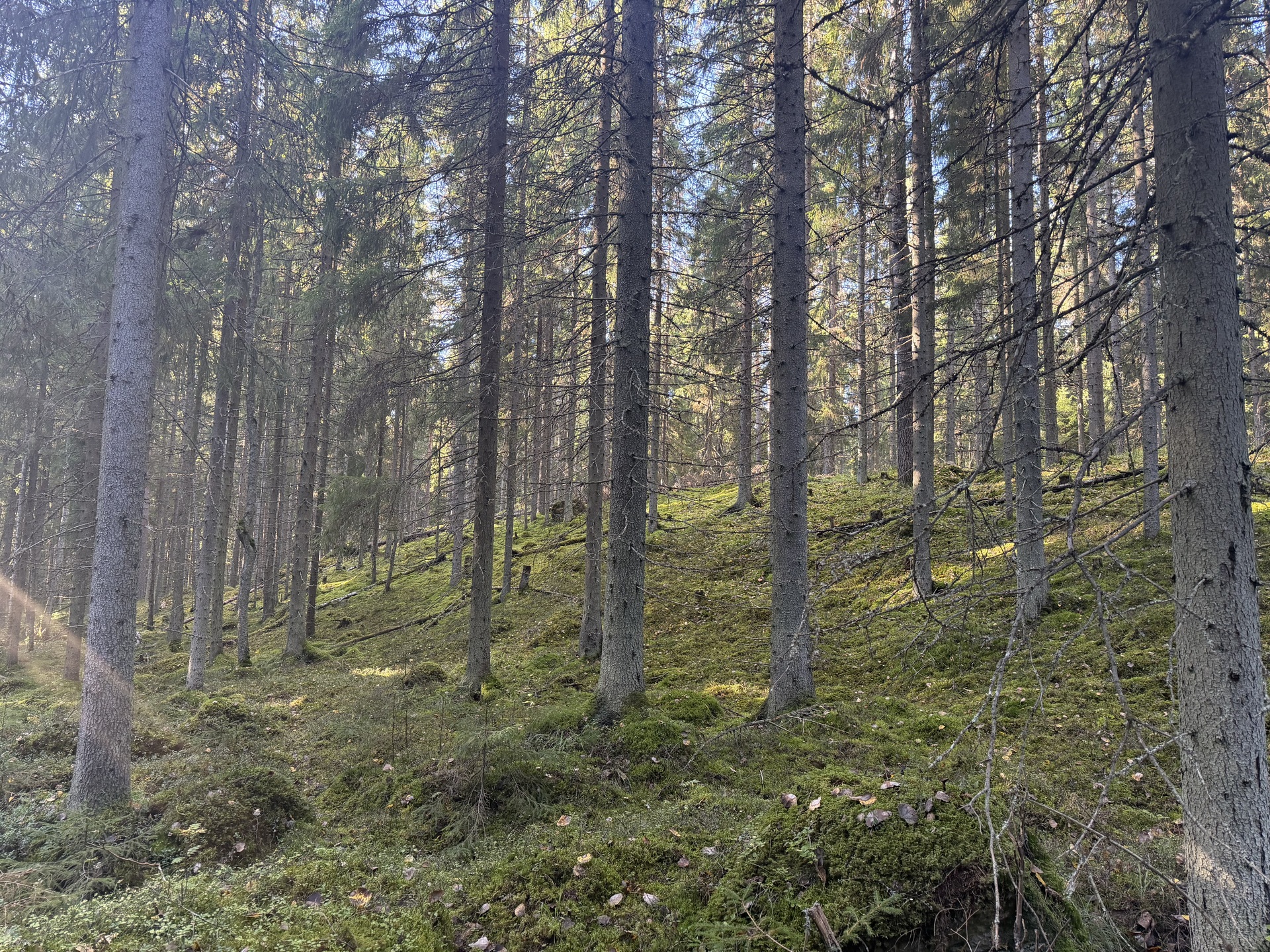 Lintumäentie 21, Hämeenlinna