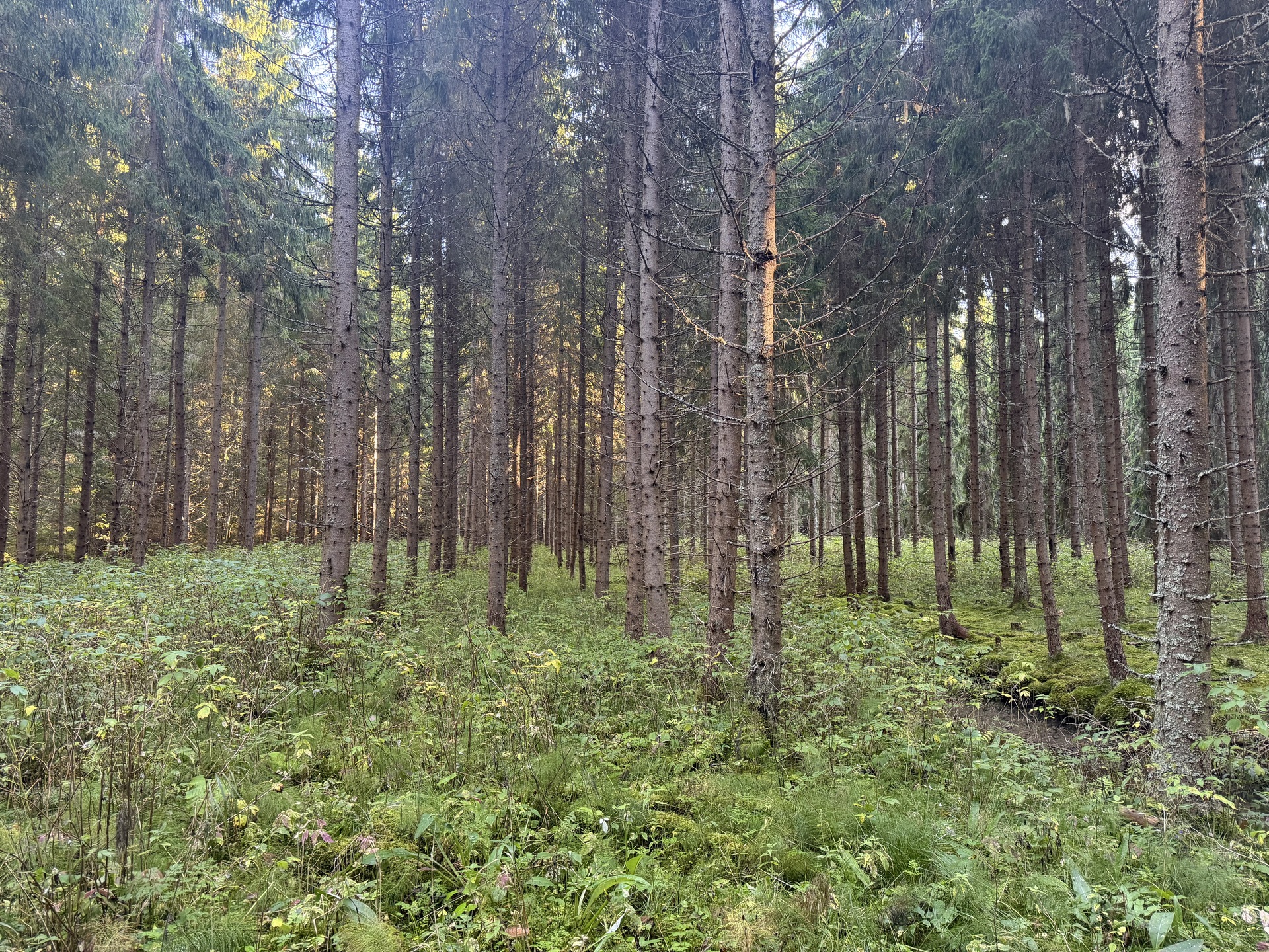 Lintumäentie 21, Hämeenlinna