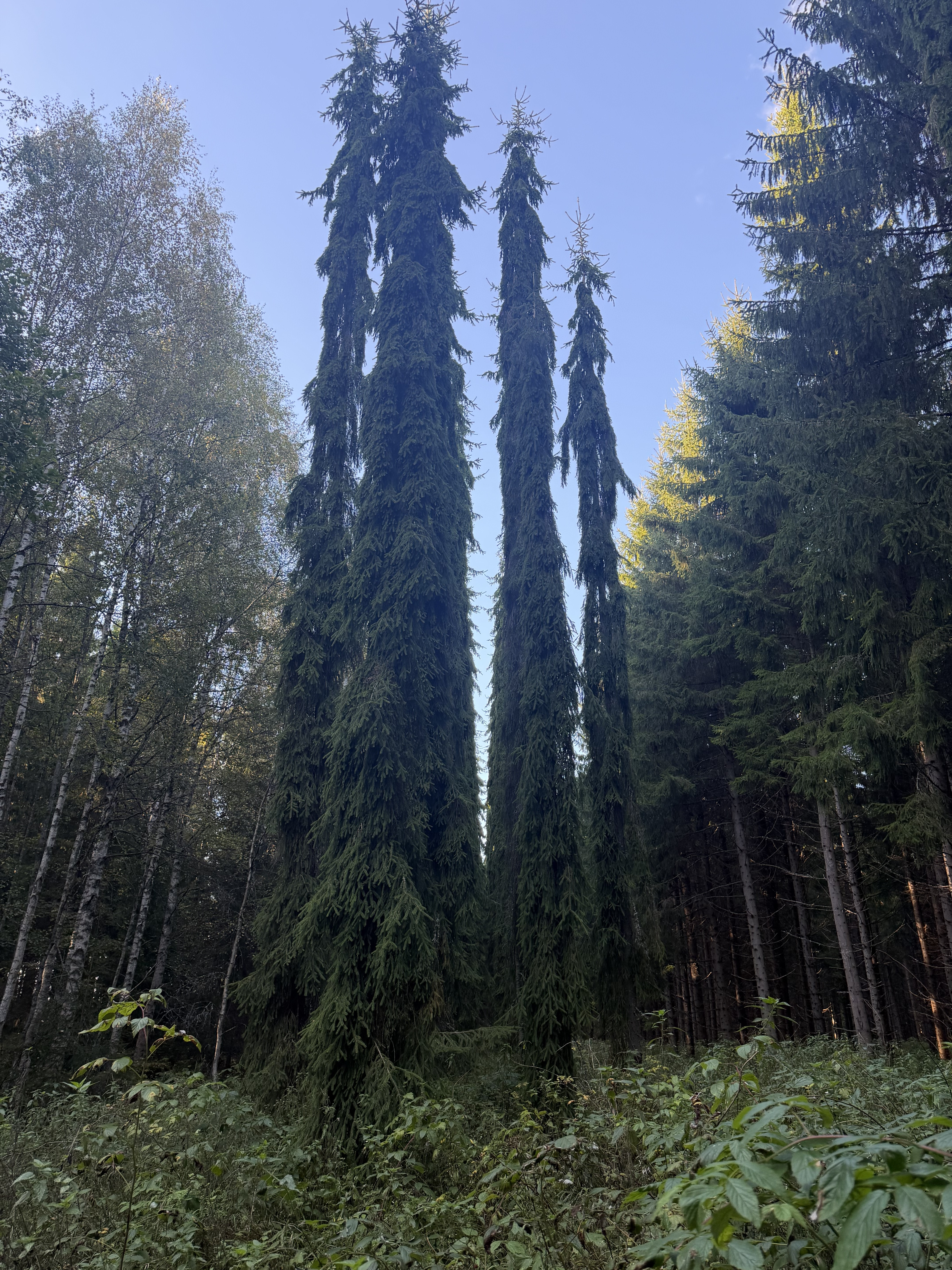 Lintumäentie 21, Hämeenlinna