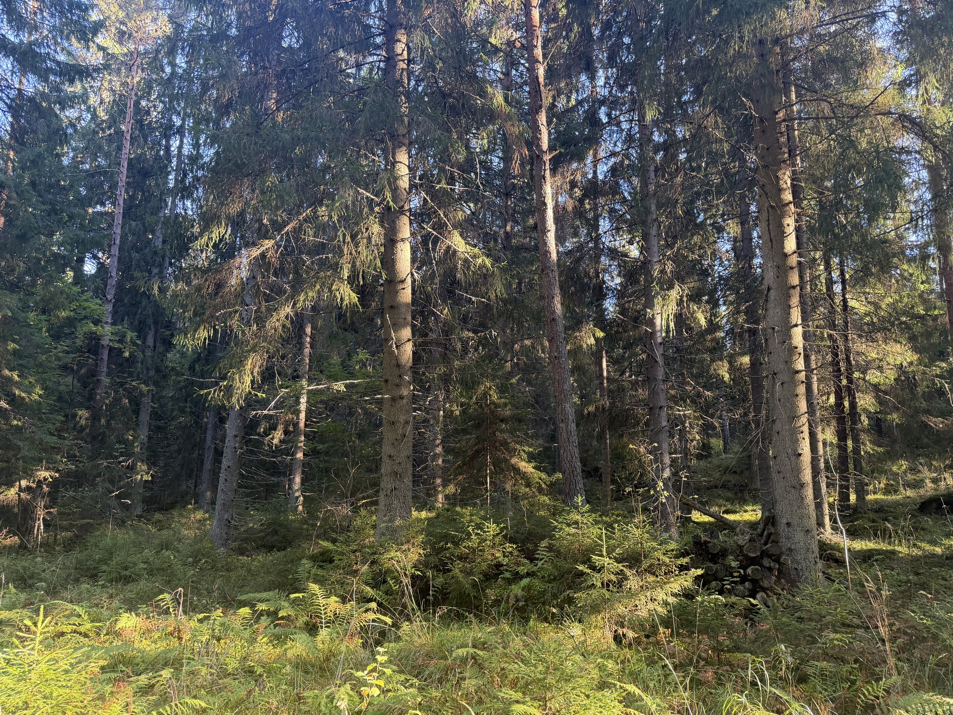Lintumäentie 21, Hämeenlinna