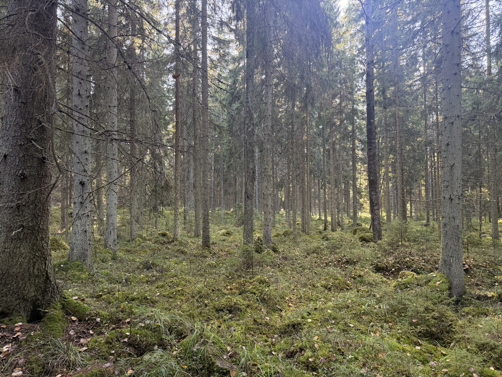 Lintumäentie 21, Hämeenlinna