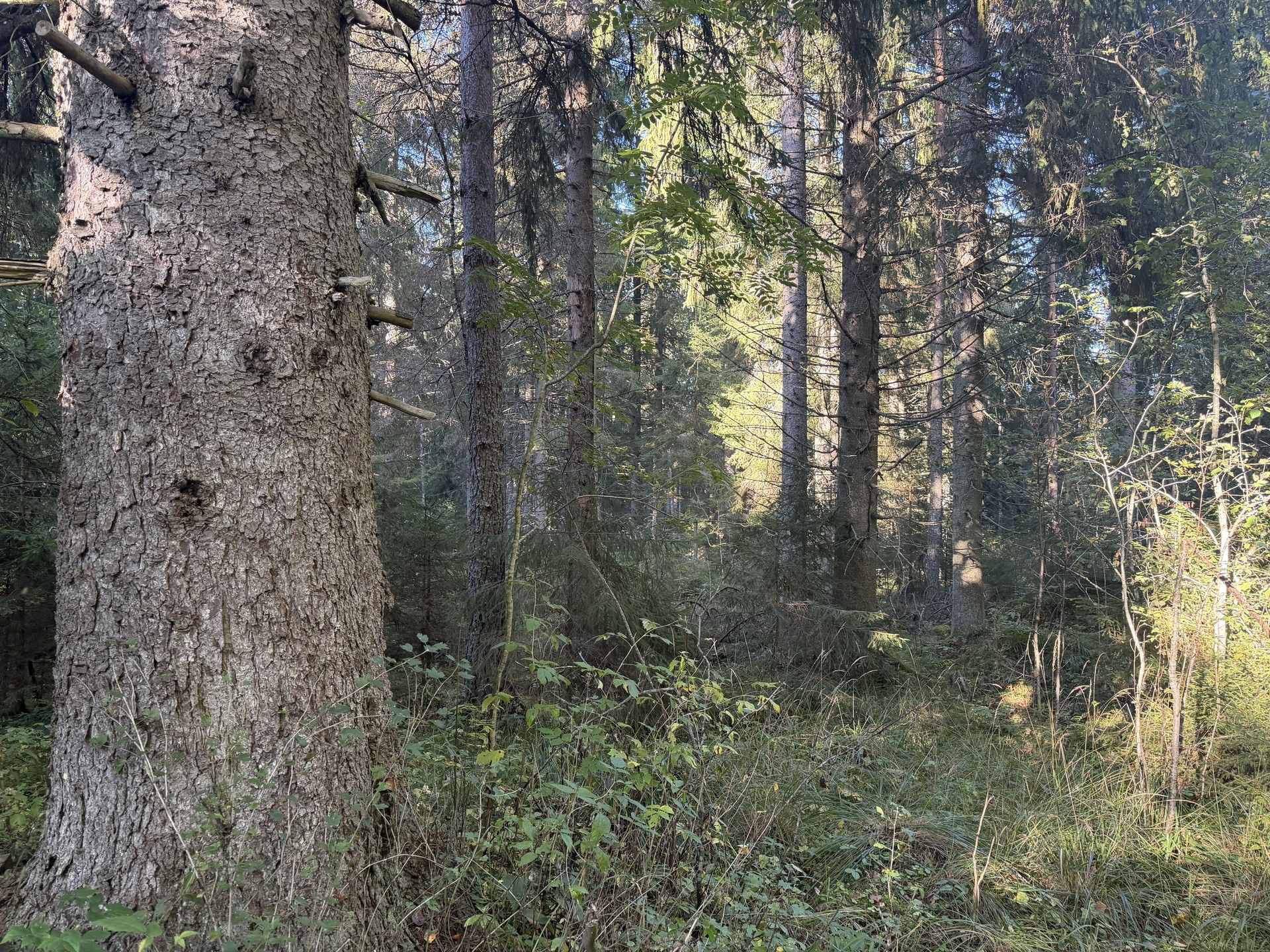 Lintumäentie 21, Hämeenlinna