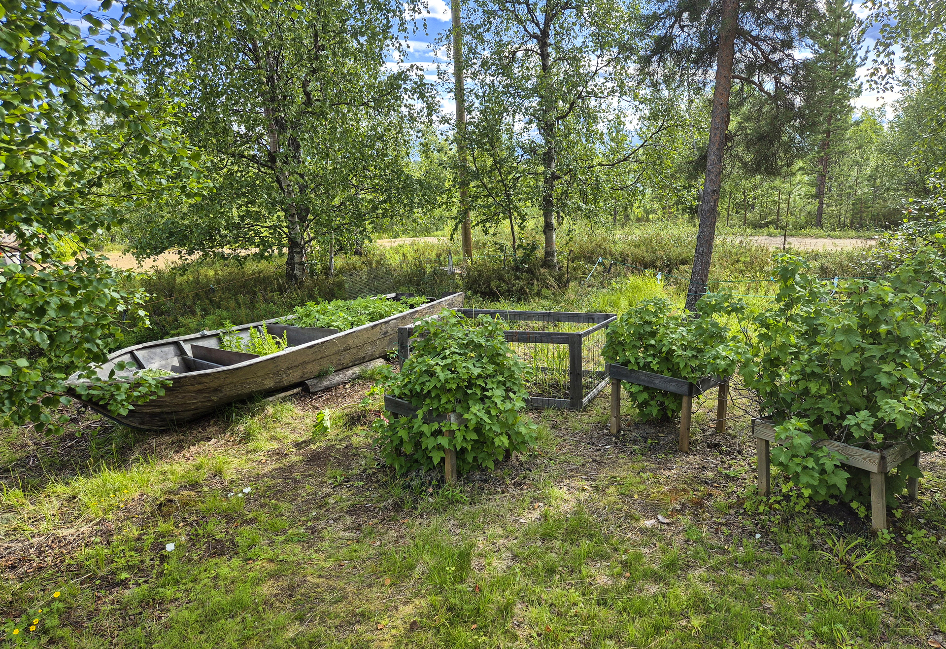 Pihapiirissä marjapensaita