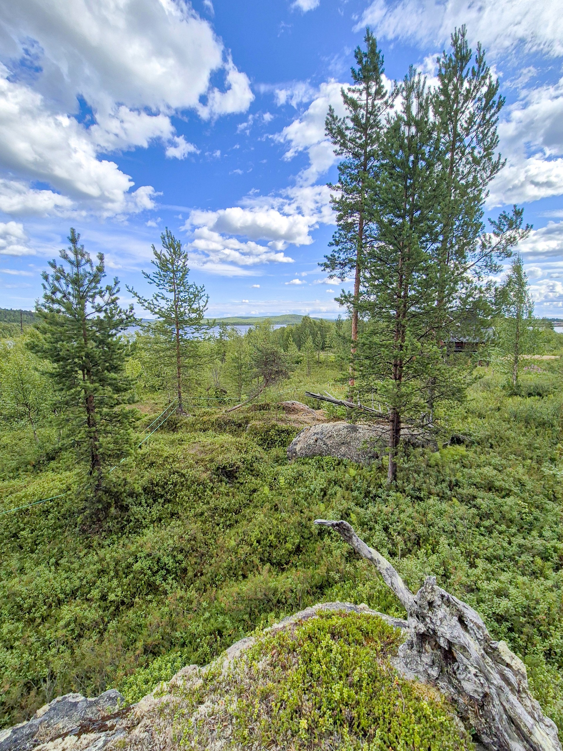 Mänty- ja koivuvaltaista kangasmaastoa