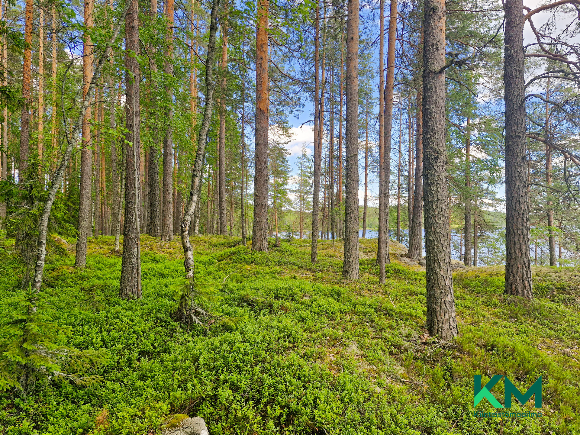 Lekotintie, Savonlinna