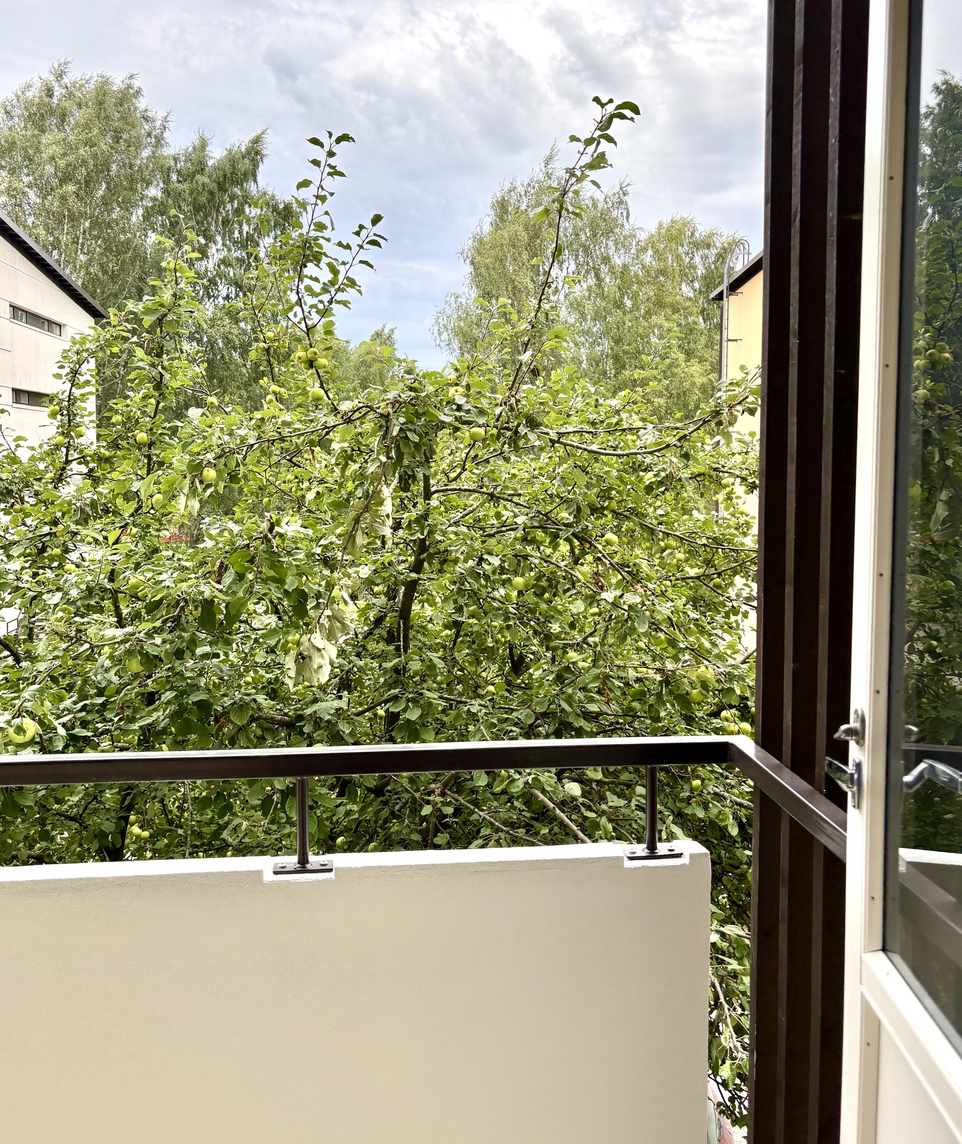 Parvekkeen edessä on omenapuu