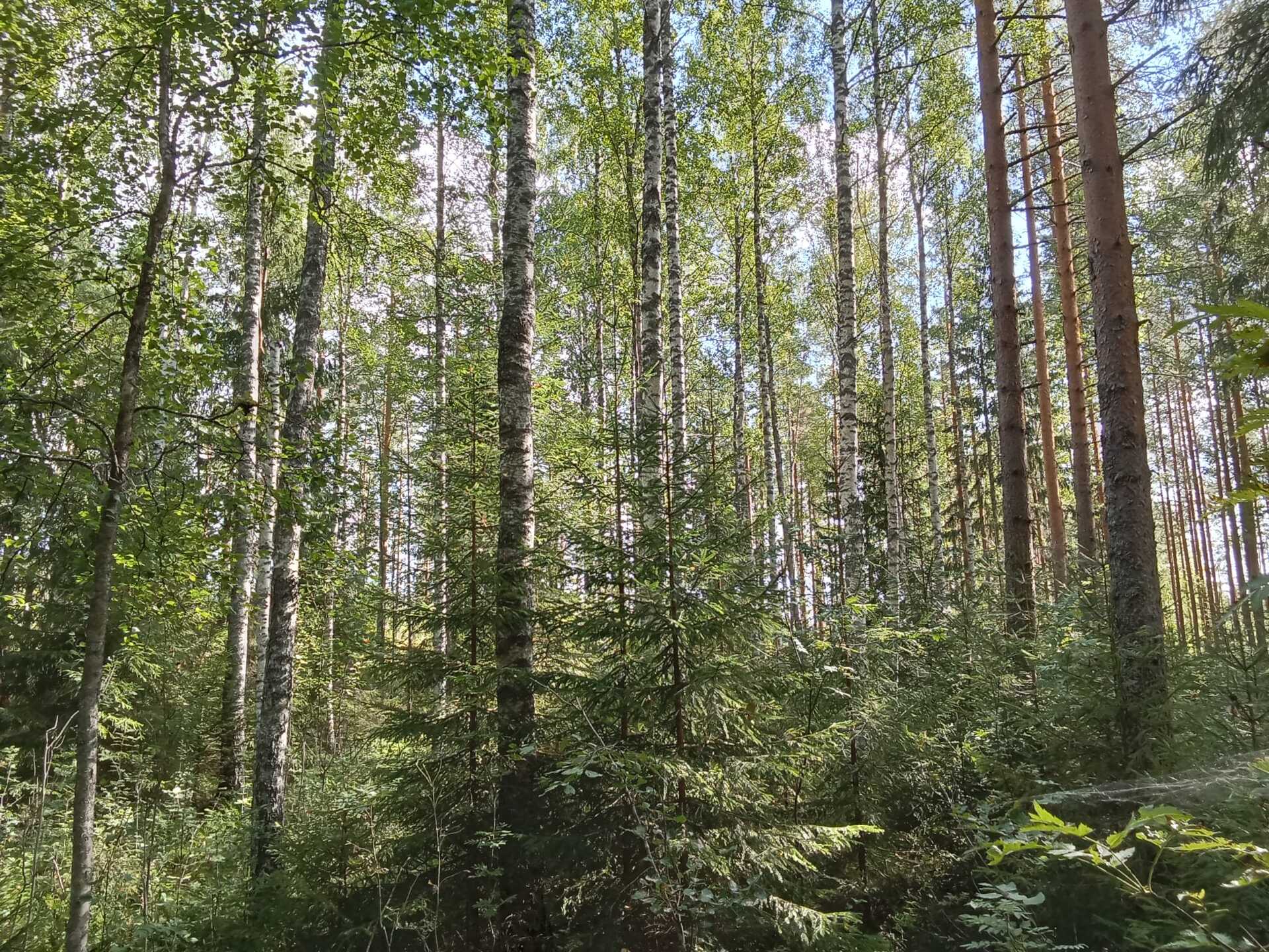 Kiiskiniementie -, Lahnasalo, Mikkeli