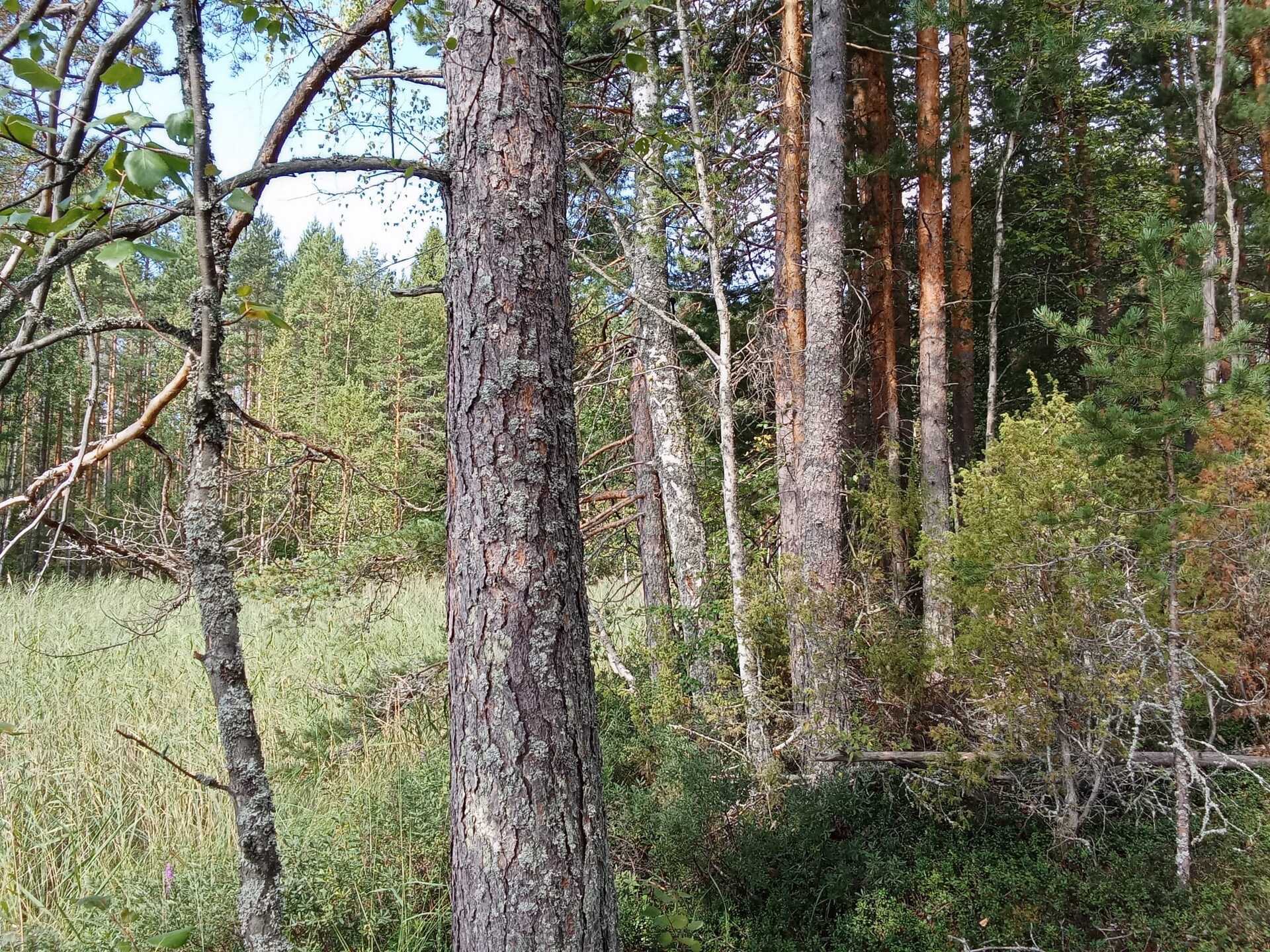 Kiiskiniementie -, Lahnasalo, Mikkeli
