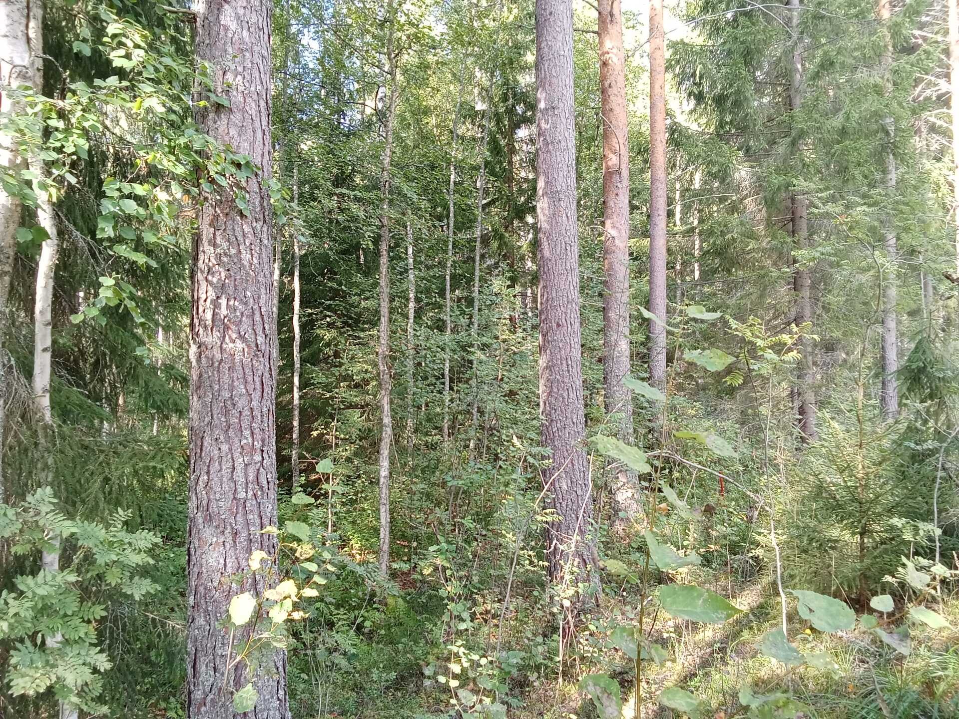 Kiiskiniementie -, Lahnasalo, Mikkeli