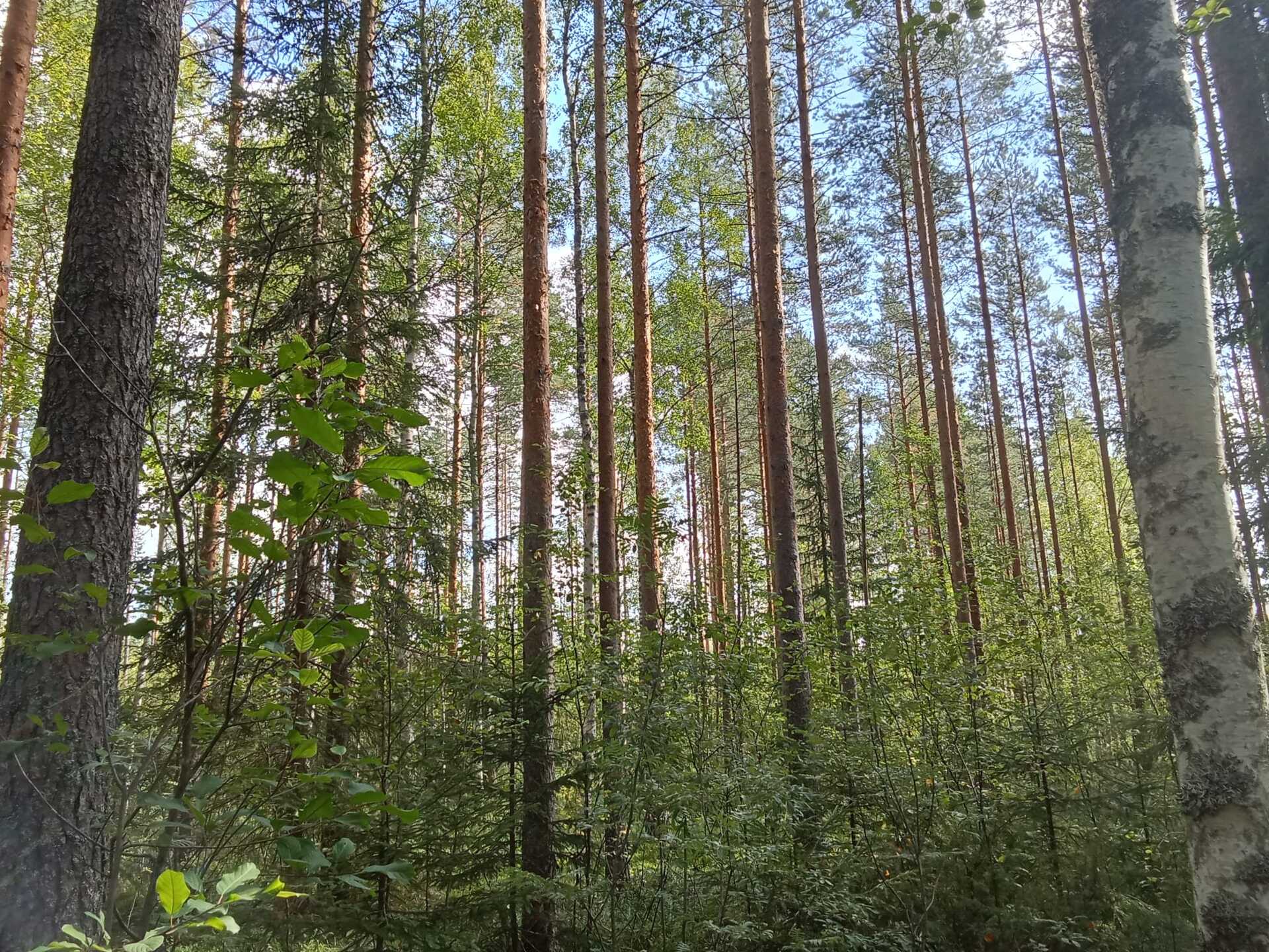 Kiiskiniementie -, Lahnasalo, Mikkeli
