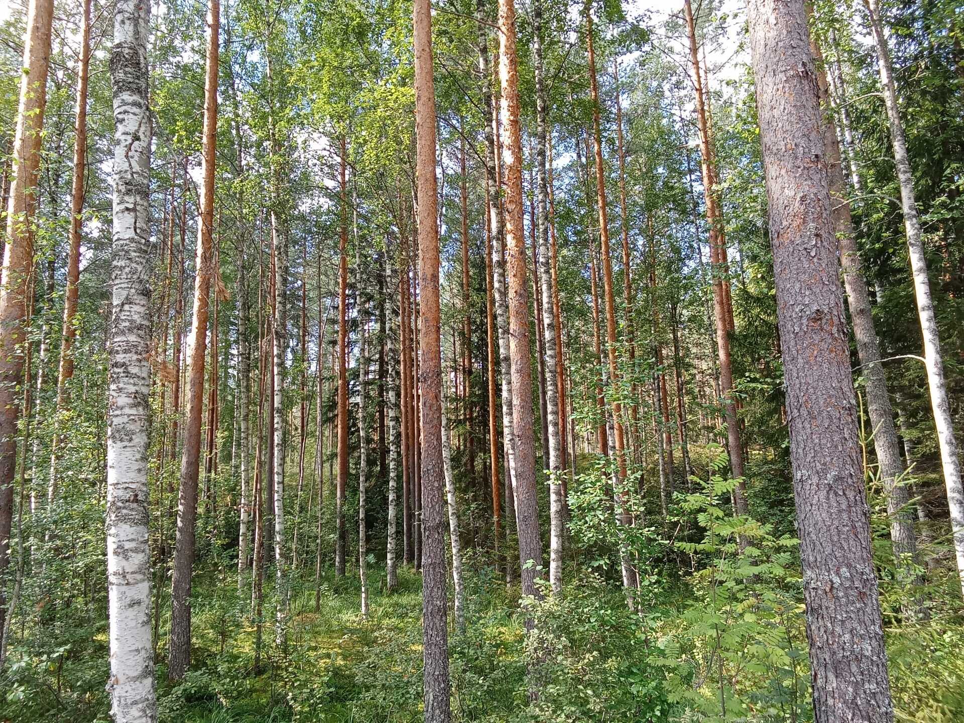 Kiiskiniementie -, Lahnasalo, Mikkeli