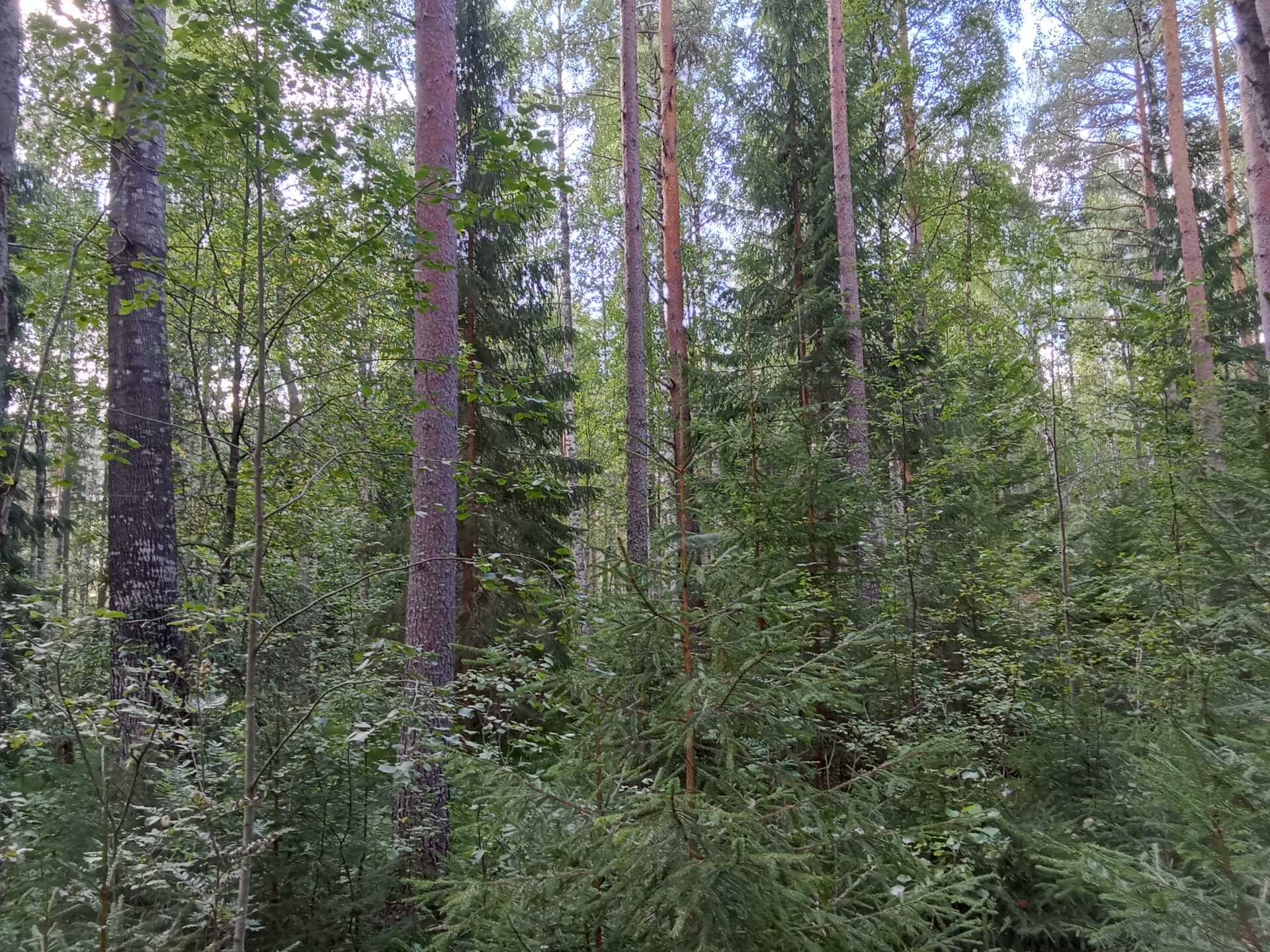 Kiiskiniementie -, Lahnasalo, Mikkeli
