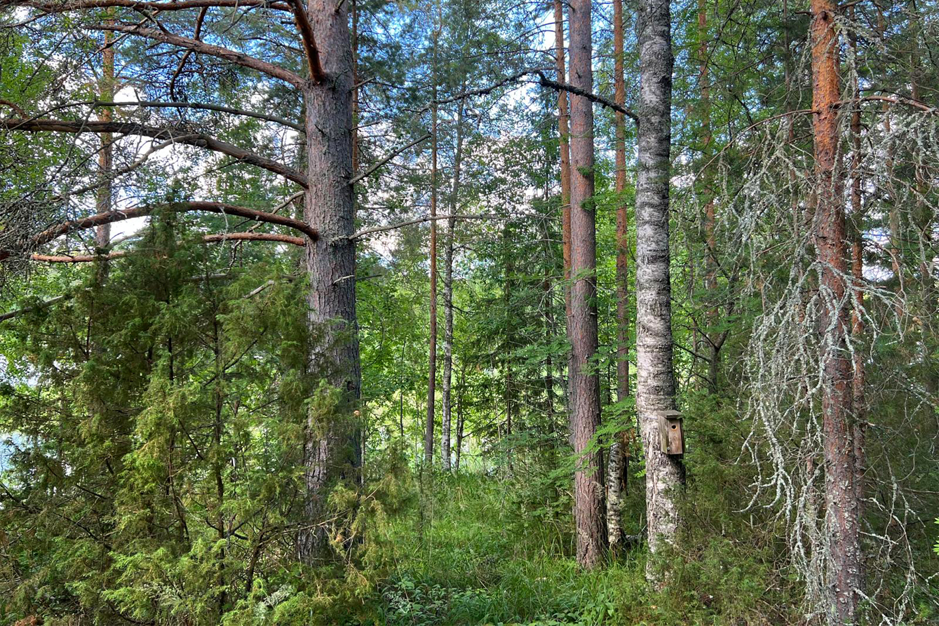Kuvakulmaa länteen pihapiiristä.