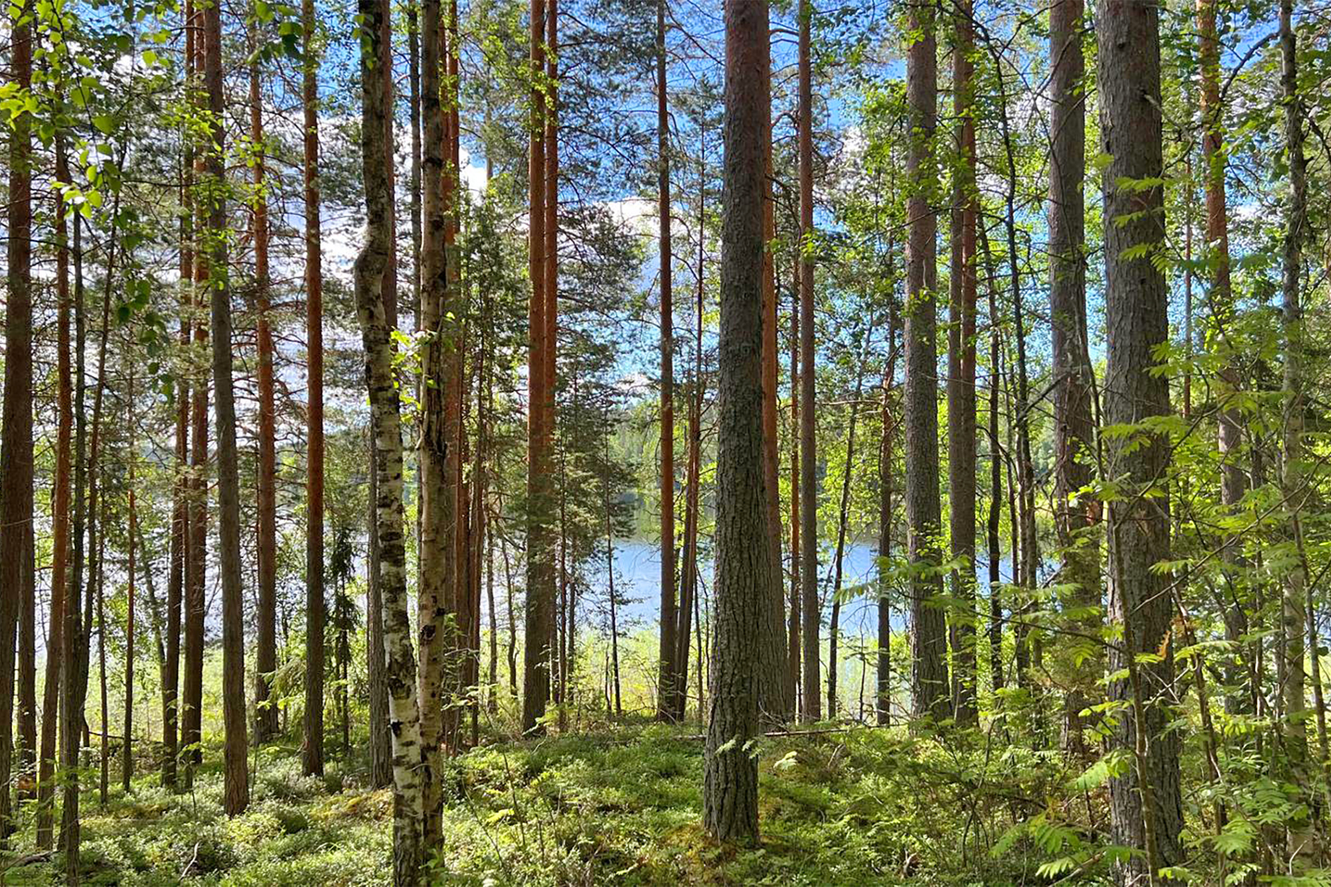 Honkametsää