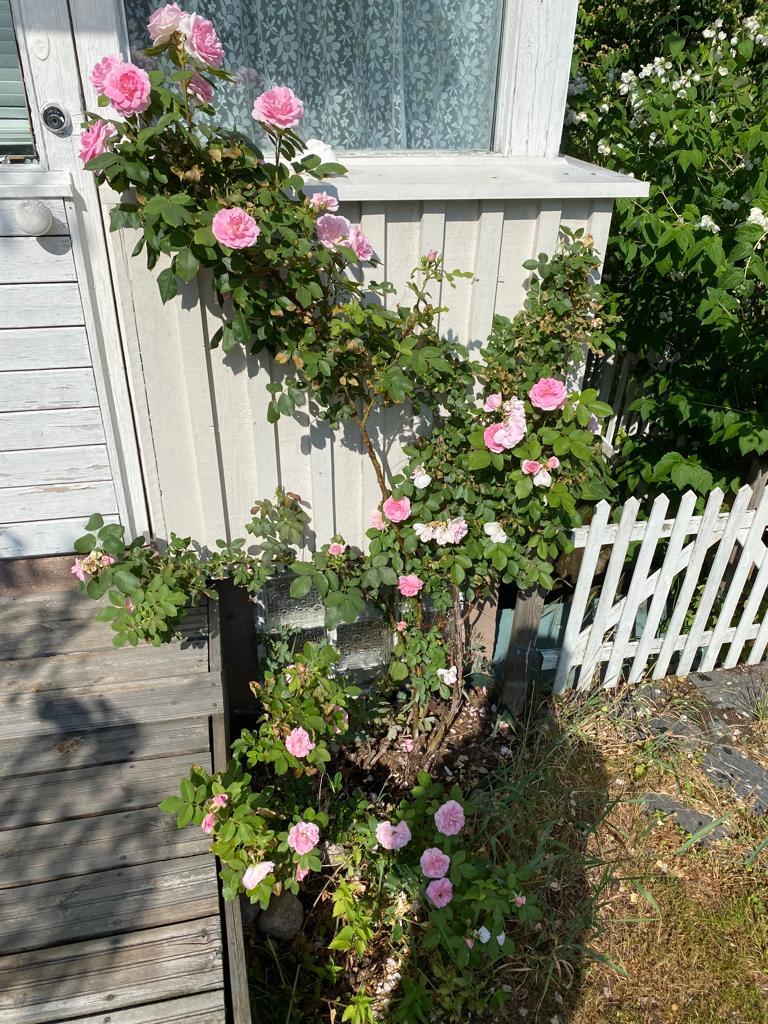 Talin siirtolapuutarha, Pitäjänmäentie 32, Metsäpolku 20, Pitäjänmäki, Helsinki