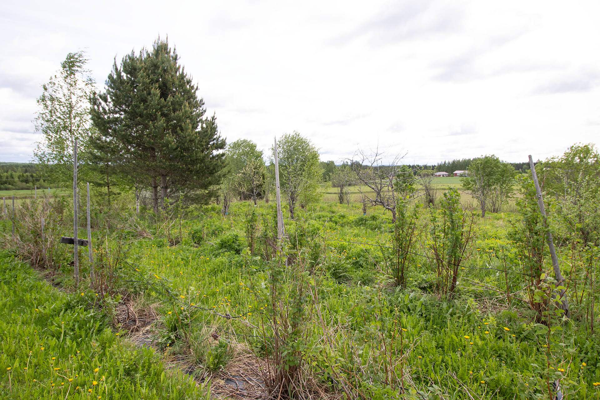 Lukkarilantie 1007 a, Lapinlahti