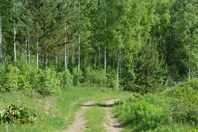 Majamäentie 15, Kasiniemi, Padasjoki