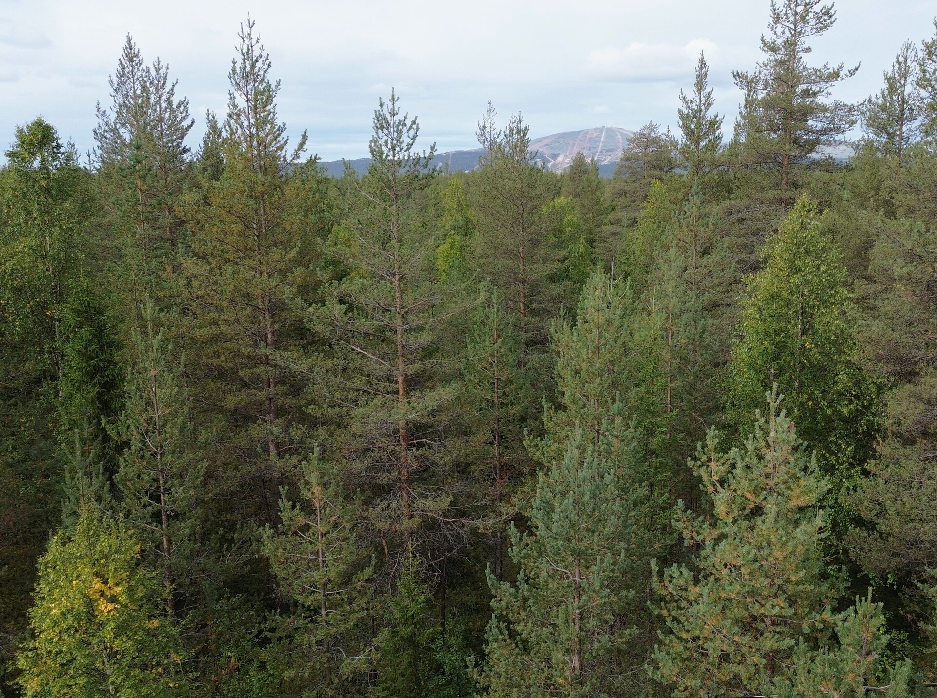 Juliuksentie, Ahvenkangas, Ylläsjärvi, Kittilä