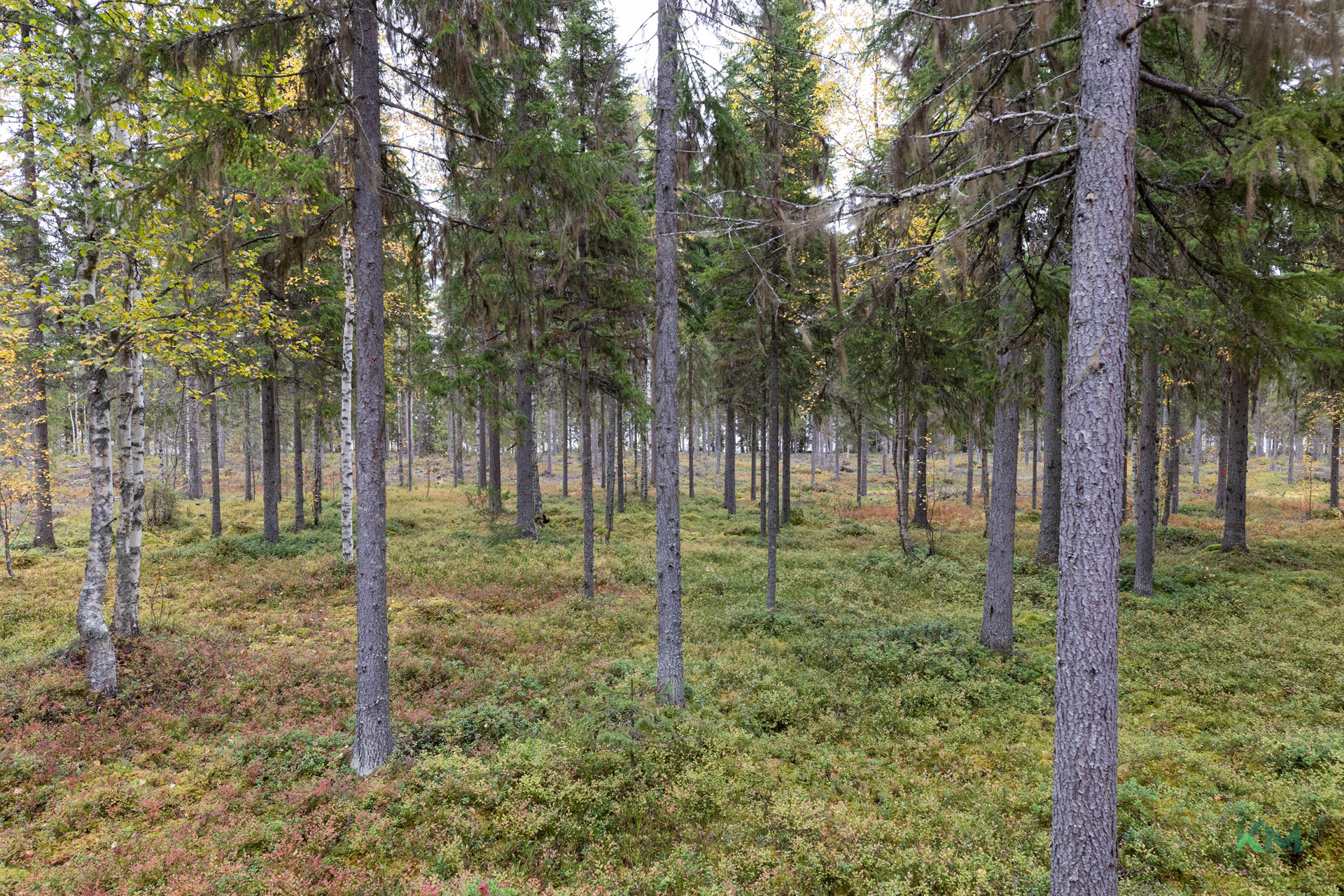 Honkatie 4, Sirkkakoski, Pello