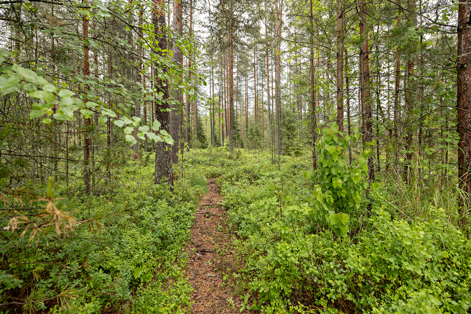 Kankaalantie 8, Kello, Oulu
